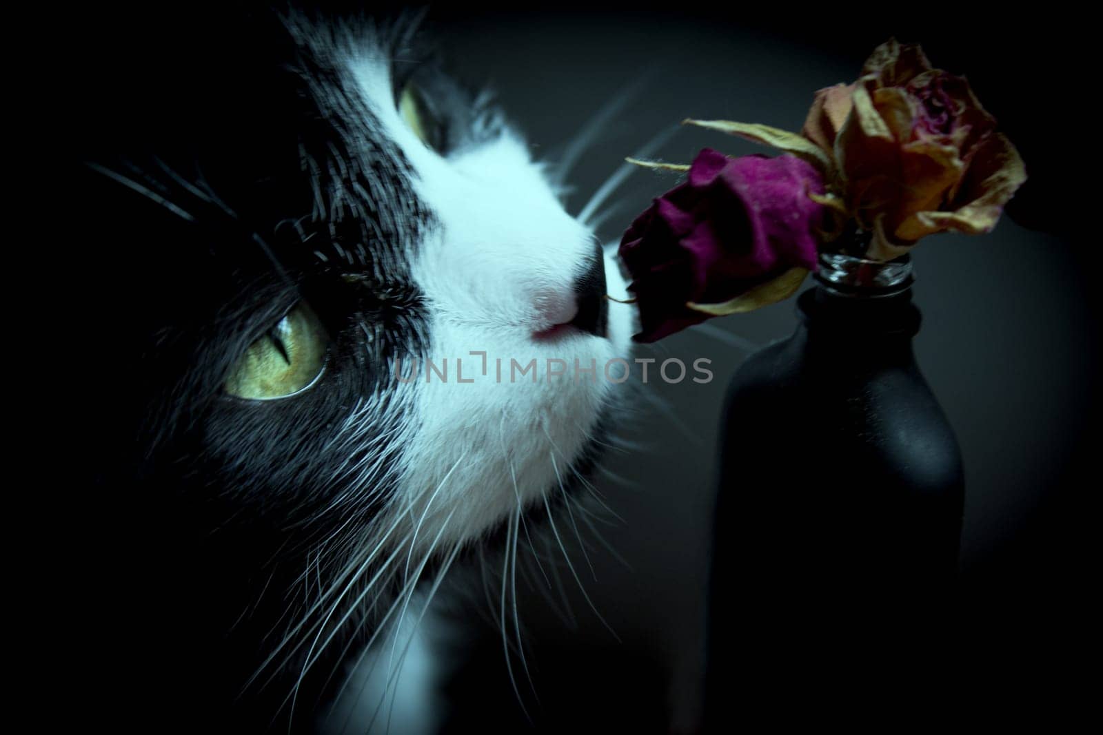 Portrait of black and white cat about 7 years old by GemaIbarra