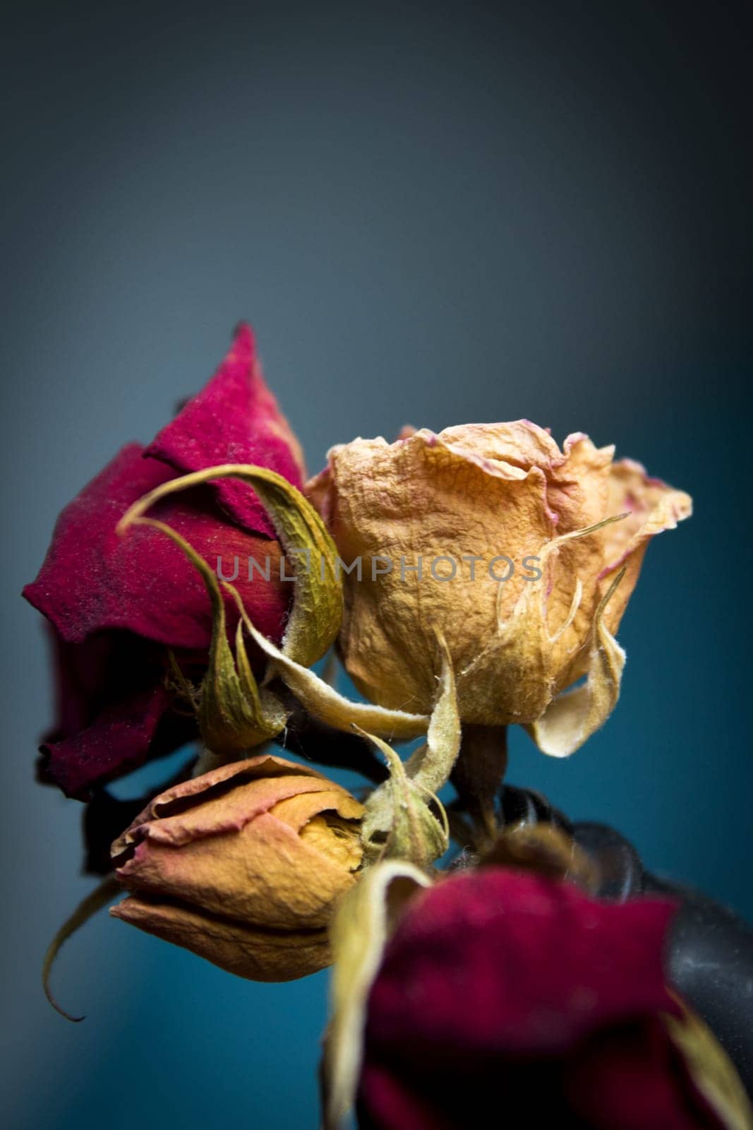 One yellow rose and two dried red ones by GemaIbarra