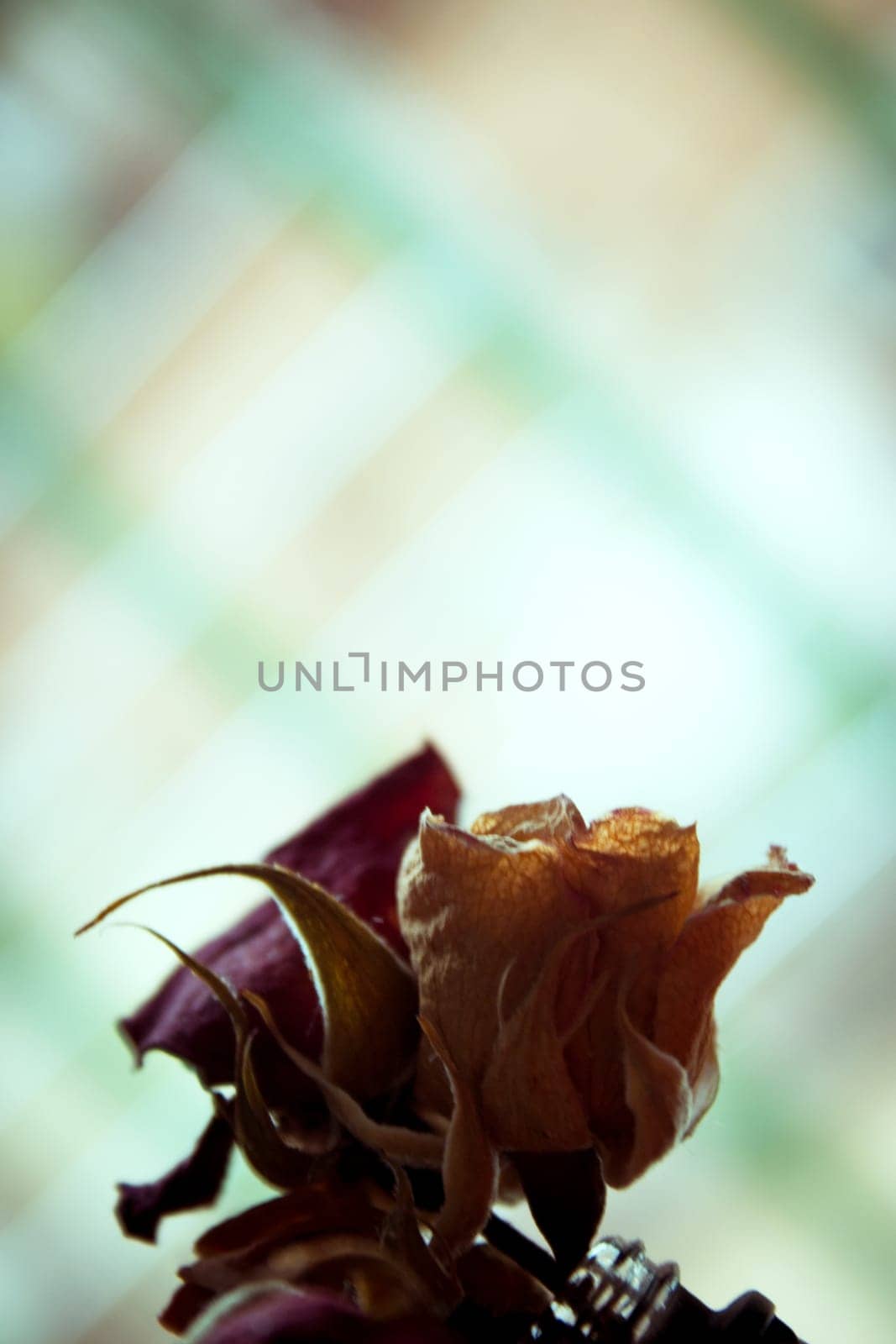 One yellow rose and two dried red ones. Dark background