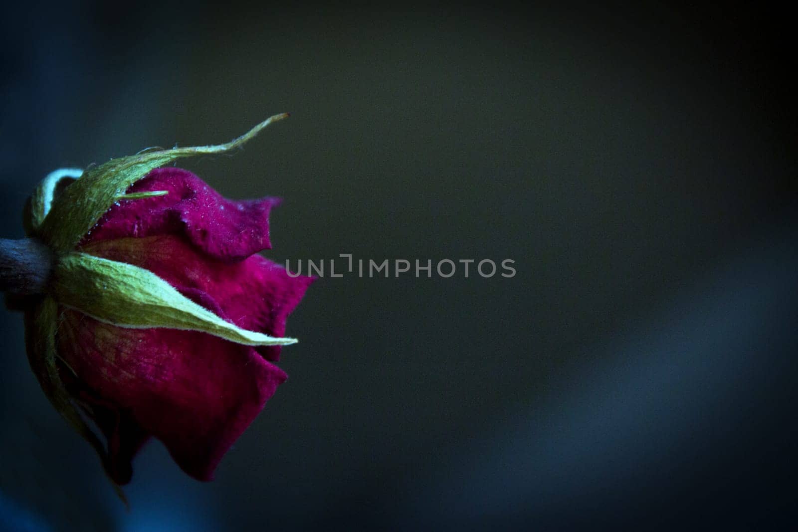 One yellow rose and two dried red ones. Dark background