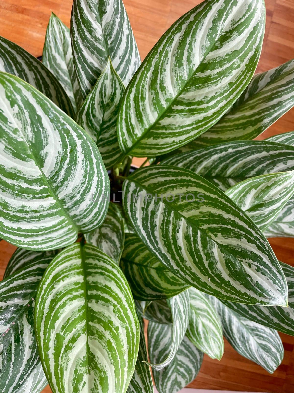 Aglaonema indoor plant with large mottled leaves. High quality photo