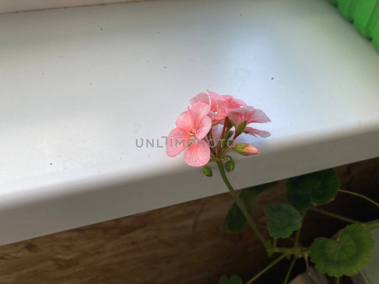 A flower bloomed on the balcony in a the apartment
