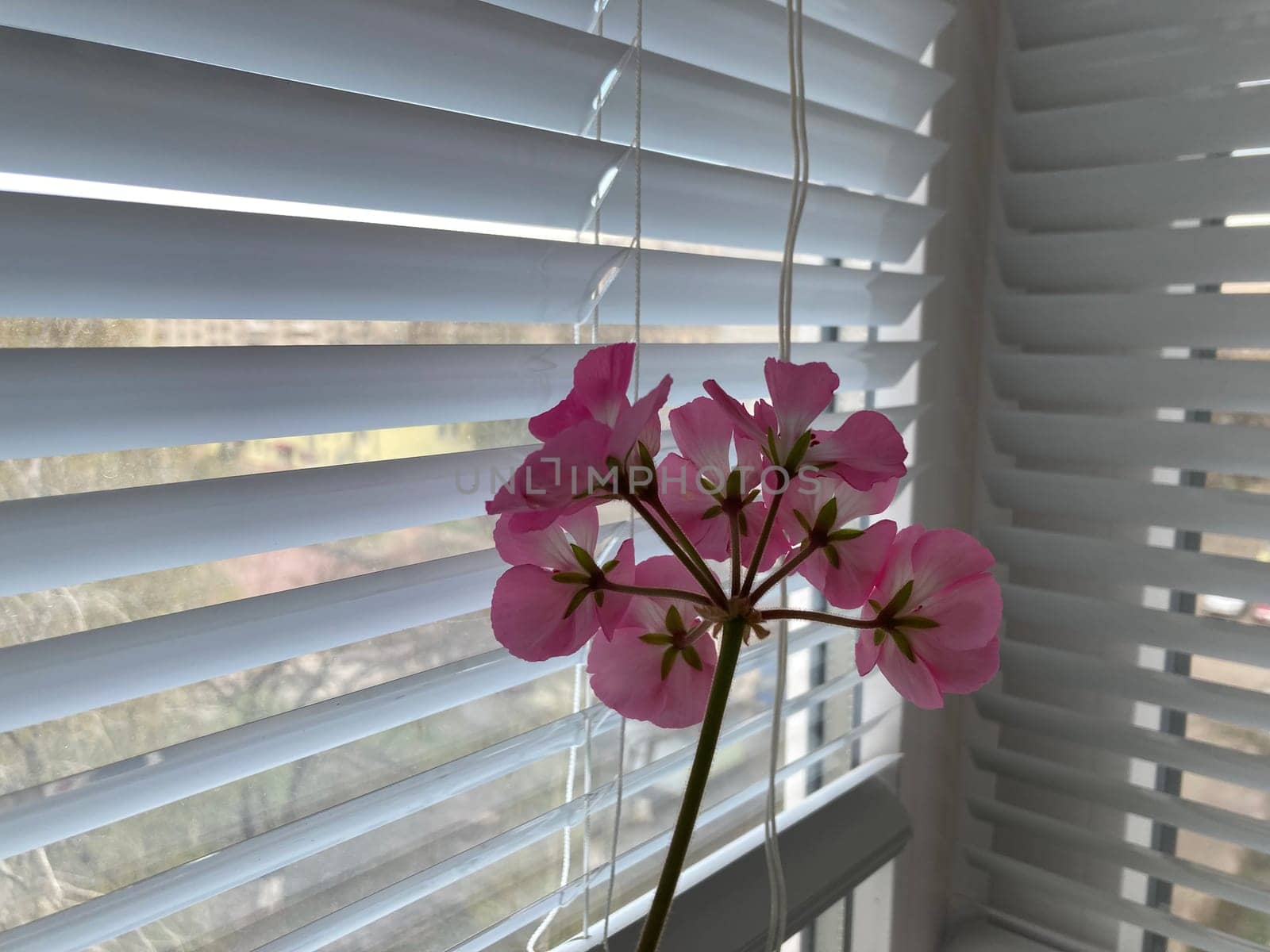 A flower bloomed on the balcony in a the apartment