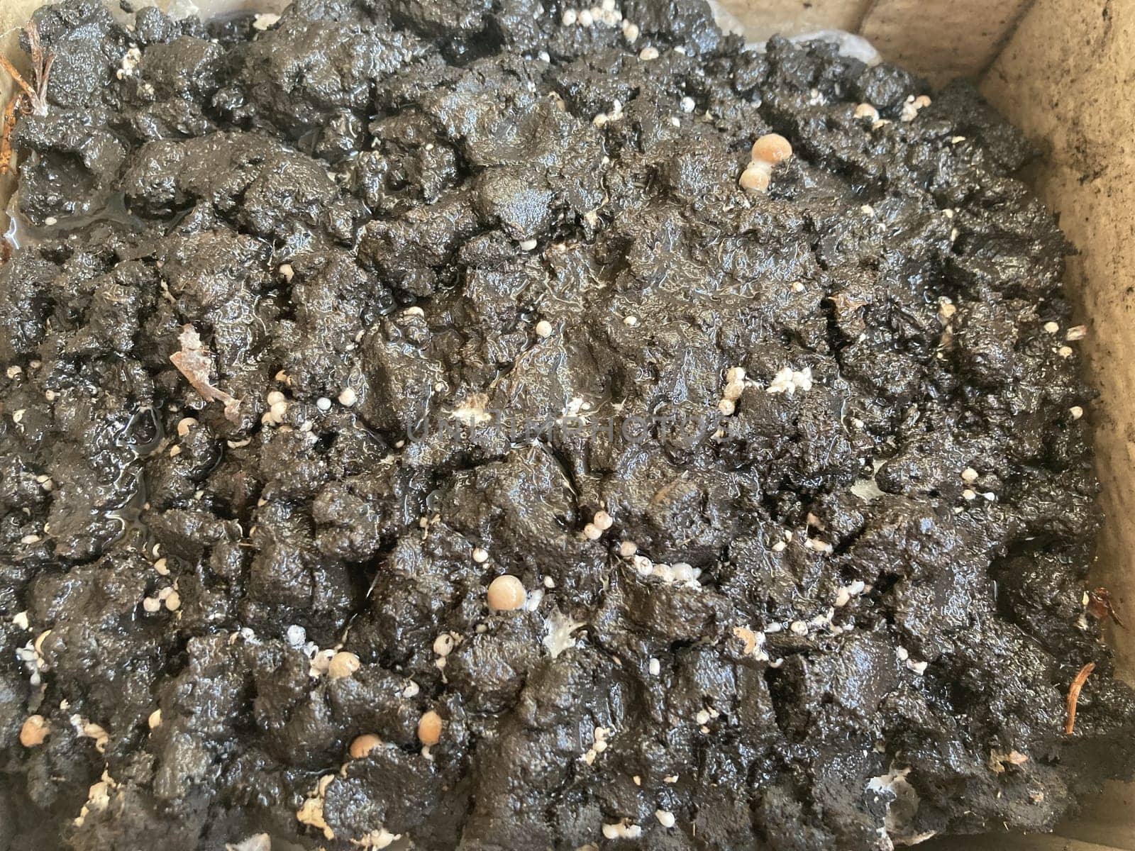 Royal champignon mushrooms grown in the seedlings