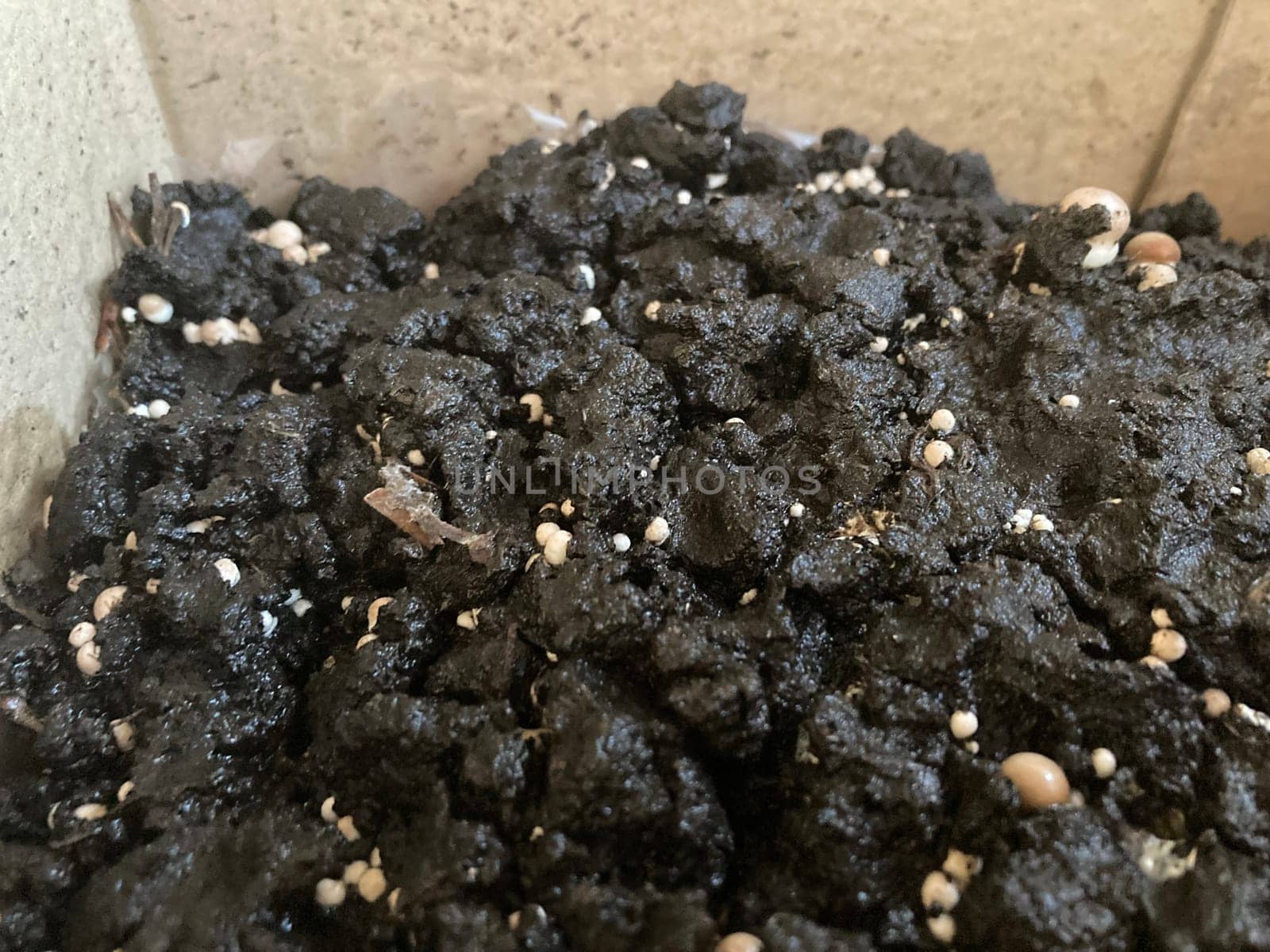 Royal champignon mushrooms grown in the seedlings
