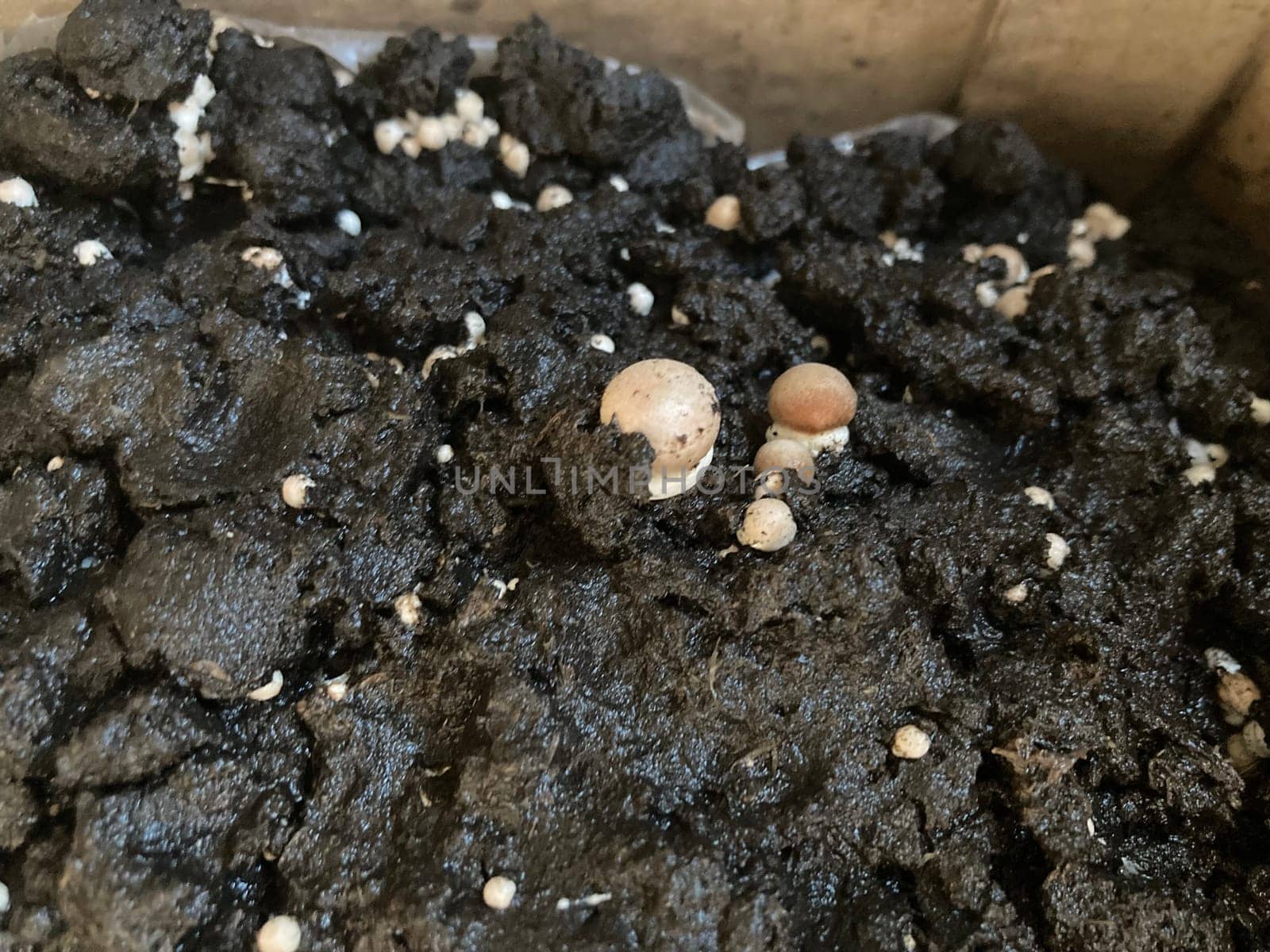 Royal champignon mushrooms grown in the seedlings