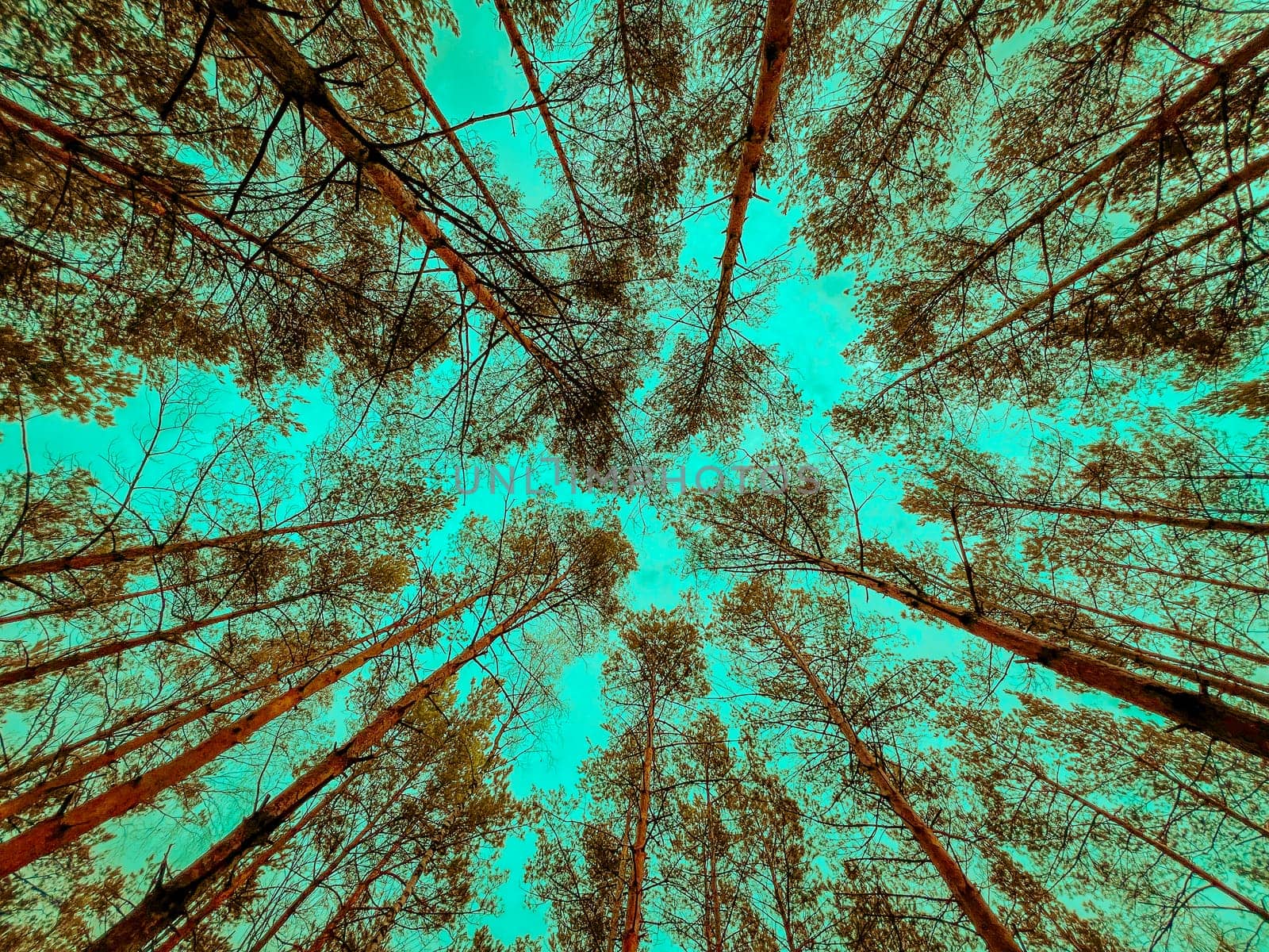 Bottom view of tall old trees in evergreen pine forest. Blue sky in background