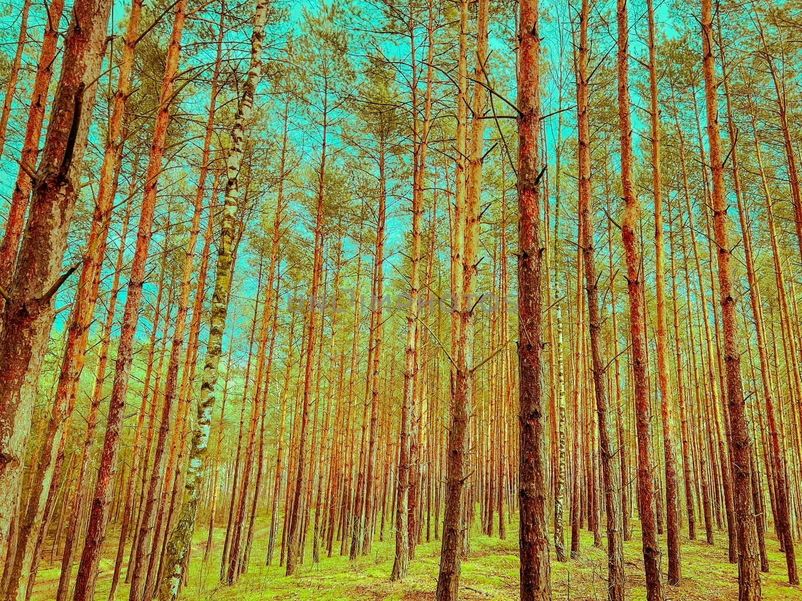 Green pine forest in a sunny day. by stan111