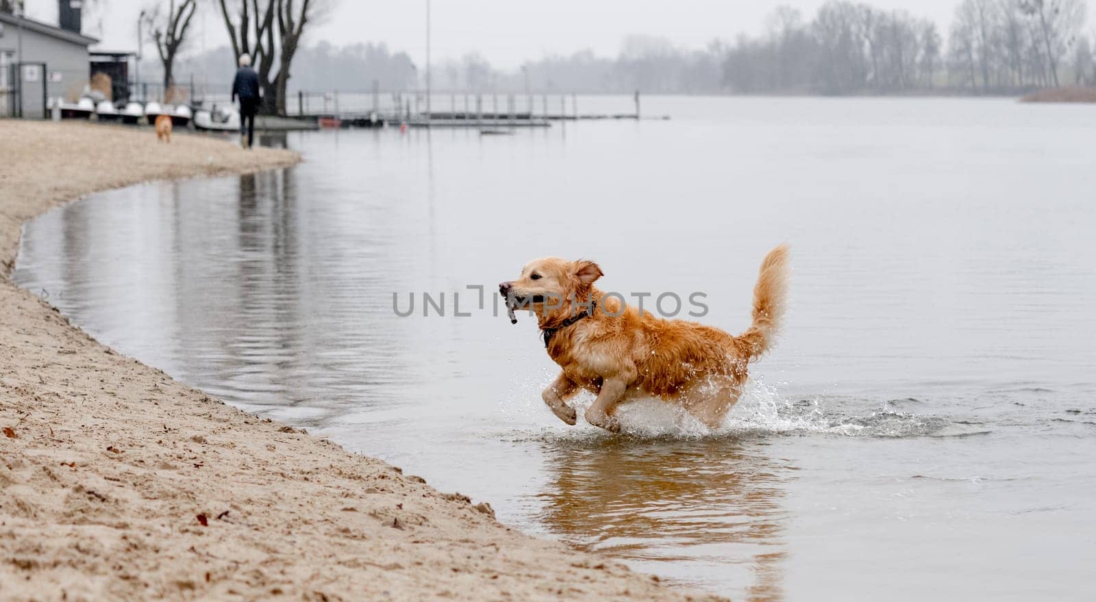 Golden Retriever Jumps Out Of Water With Stick In Teeth At Lake In Morning