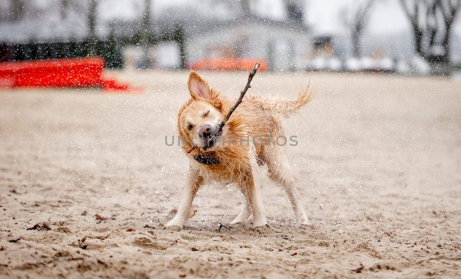 Funny Golden Retriever Shaking Off Water After Swimming With Stick In Mouth by tan4ikk1