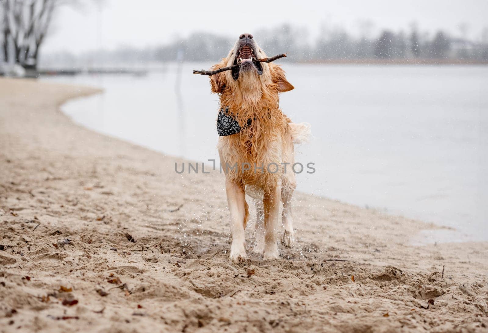 Golden Retriever Dog Plays In Lake With Stick by tan4ikk1