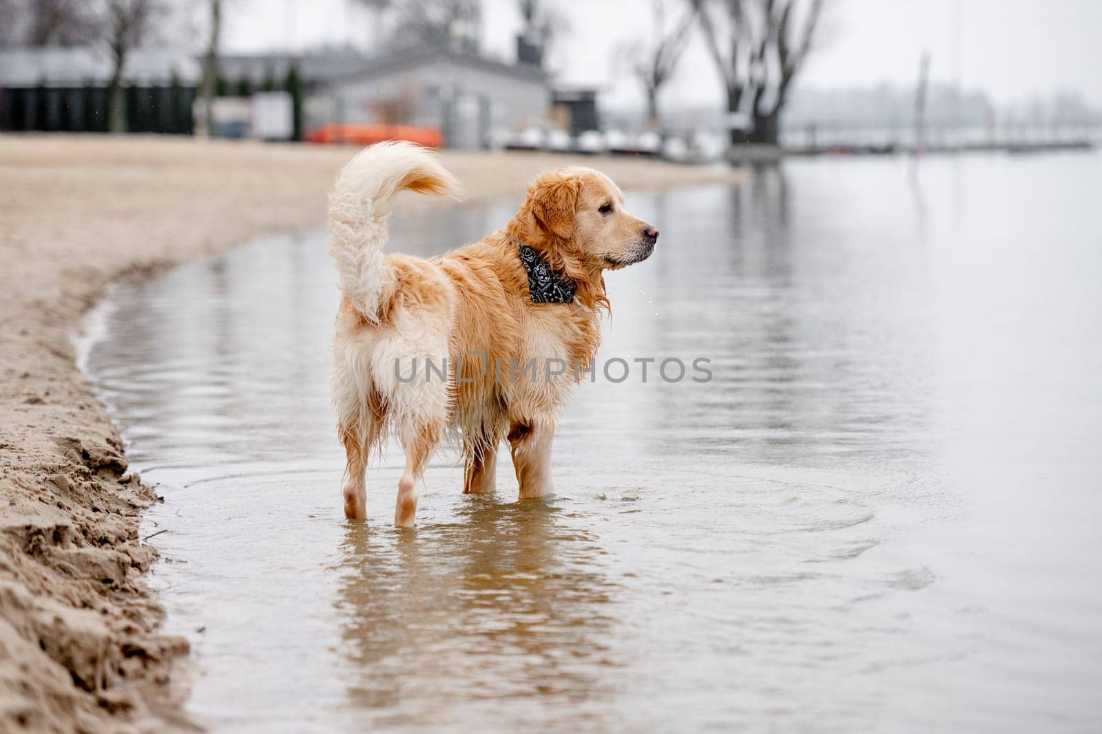 Golden Retriever Stands On Sandy Shore, Looking At Water From Behind