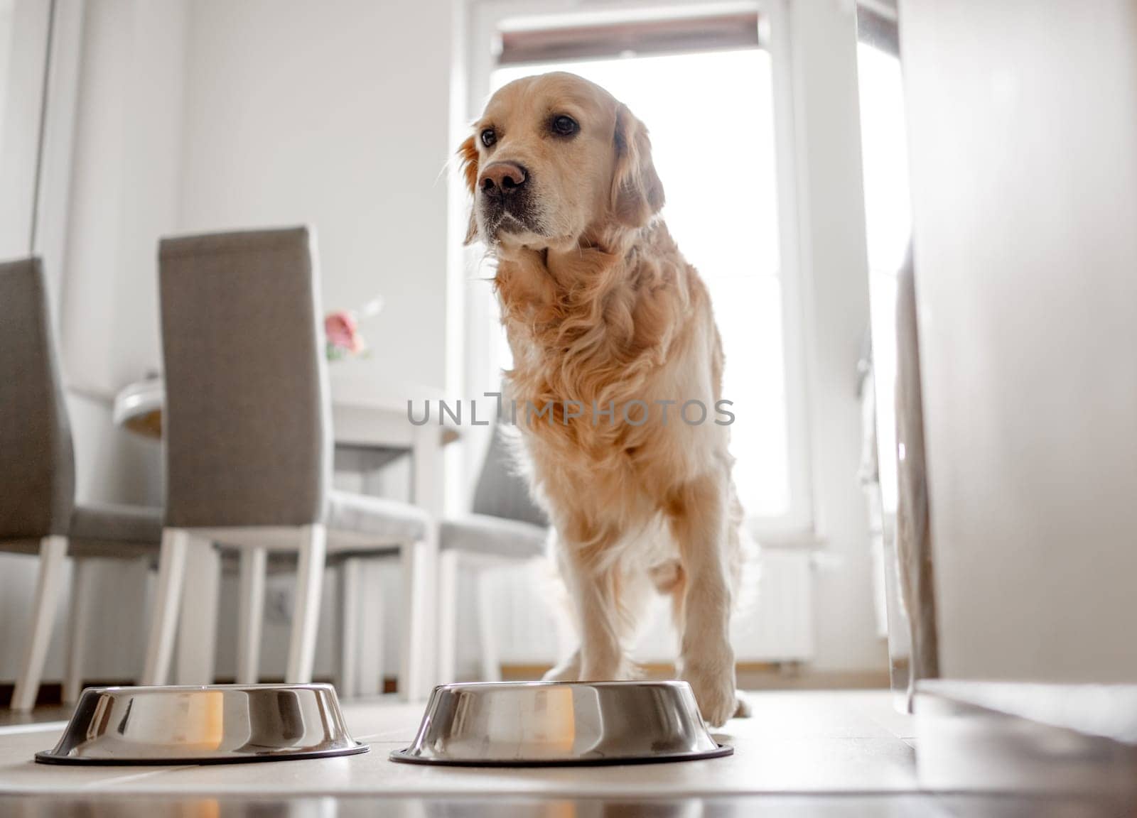 Golden Retriever Dog Stands Near Bowl In Kitchen