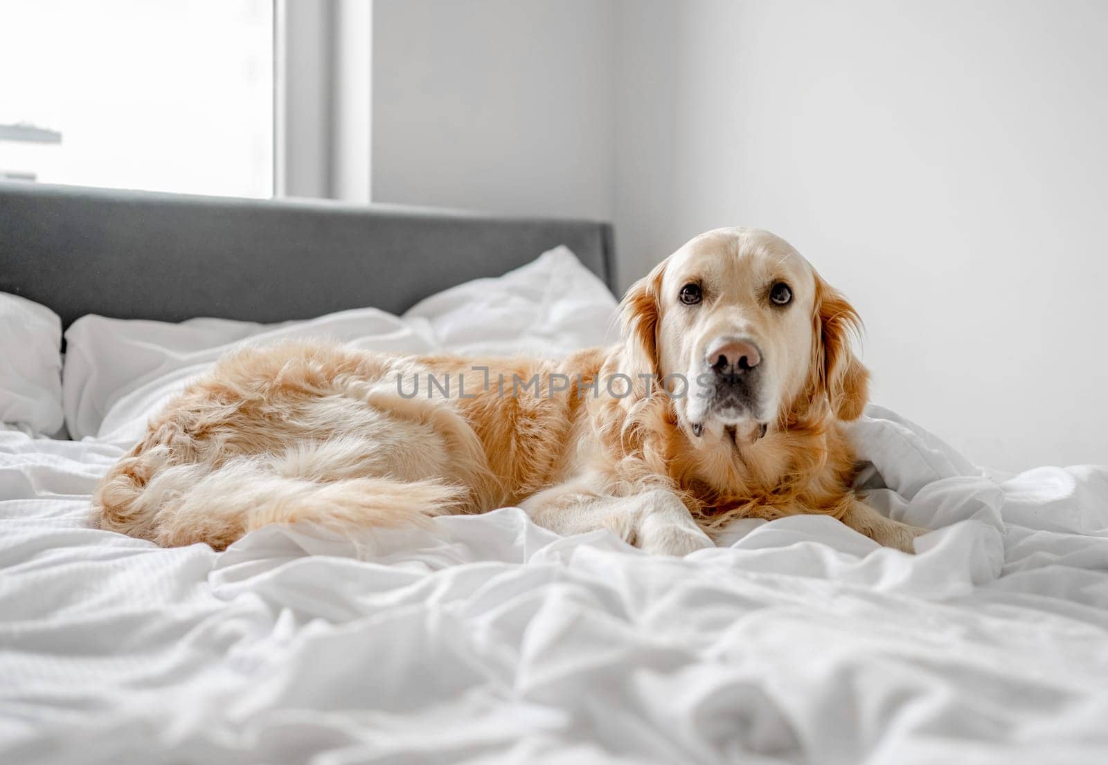 Golden Retriever Dog Lies On Bed In White Bedding