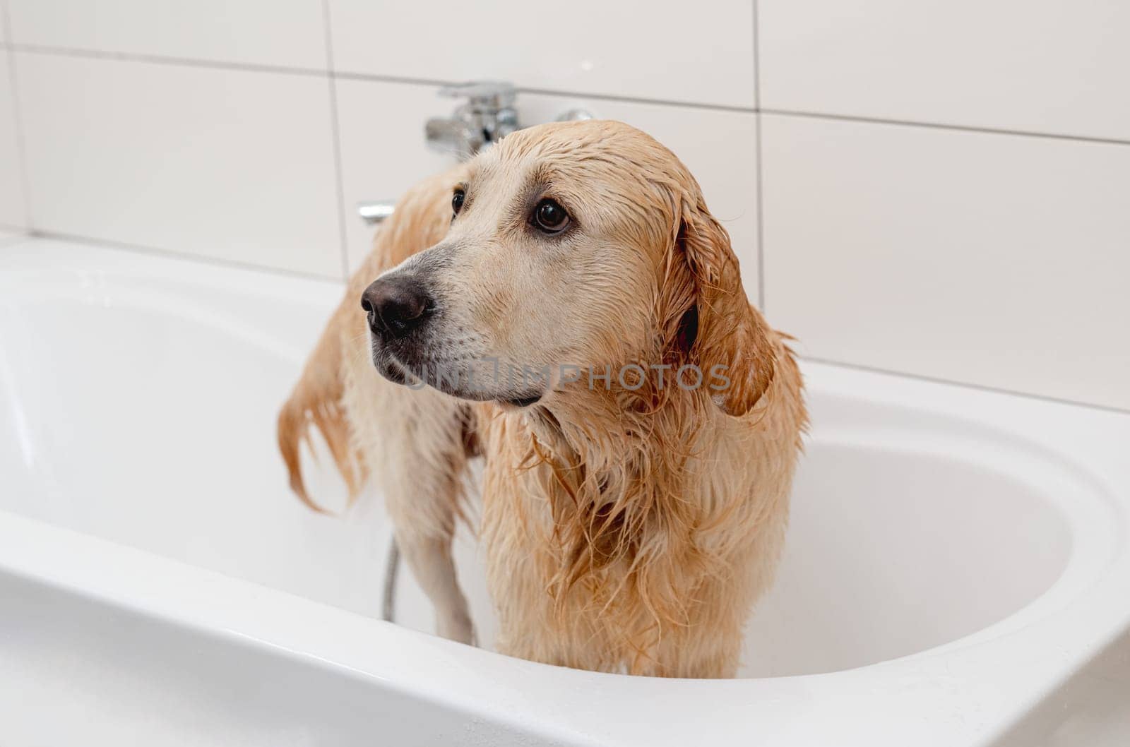 Unhappy Golden Retriever In White Bathtub Doesn'T Want To Bathe by tan4ikk1