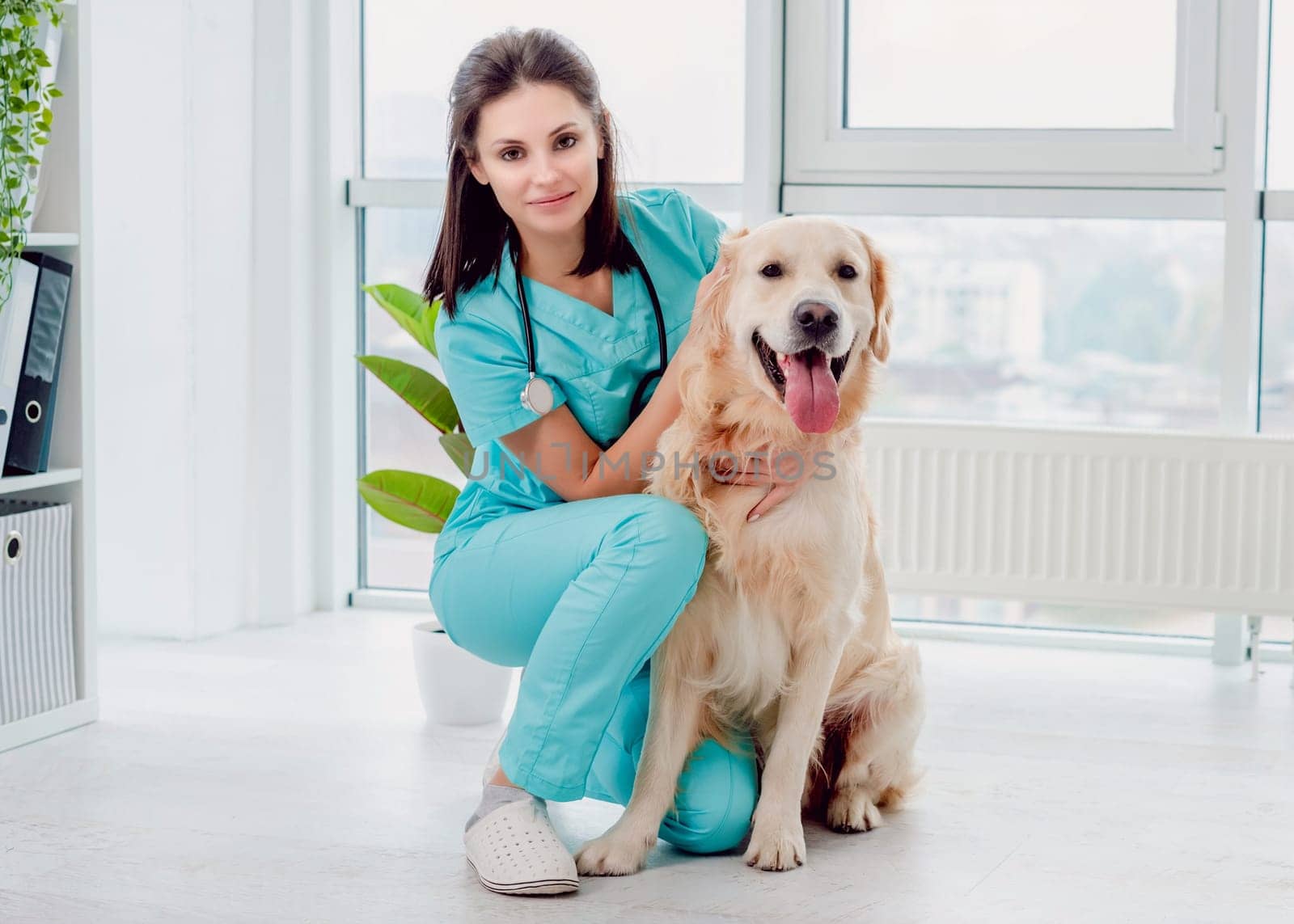 Golden retriever dog in veterinary clinic by tan4ikk1