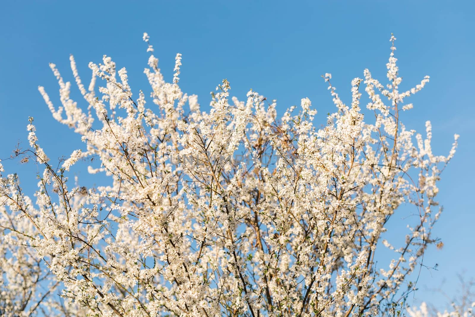 Cherry and apple blooming garden against clear blue sky. Spring flowering by Satura86