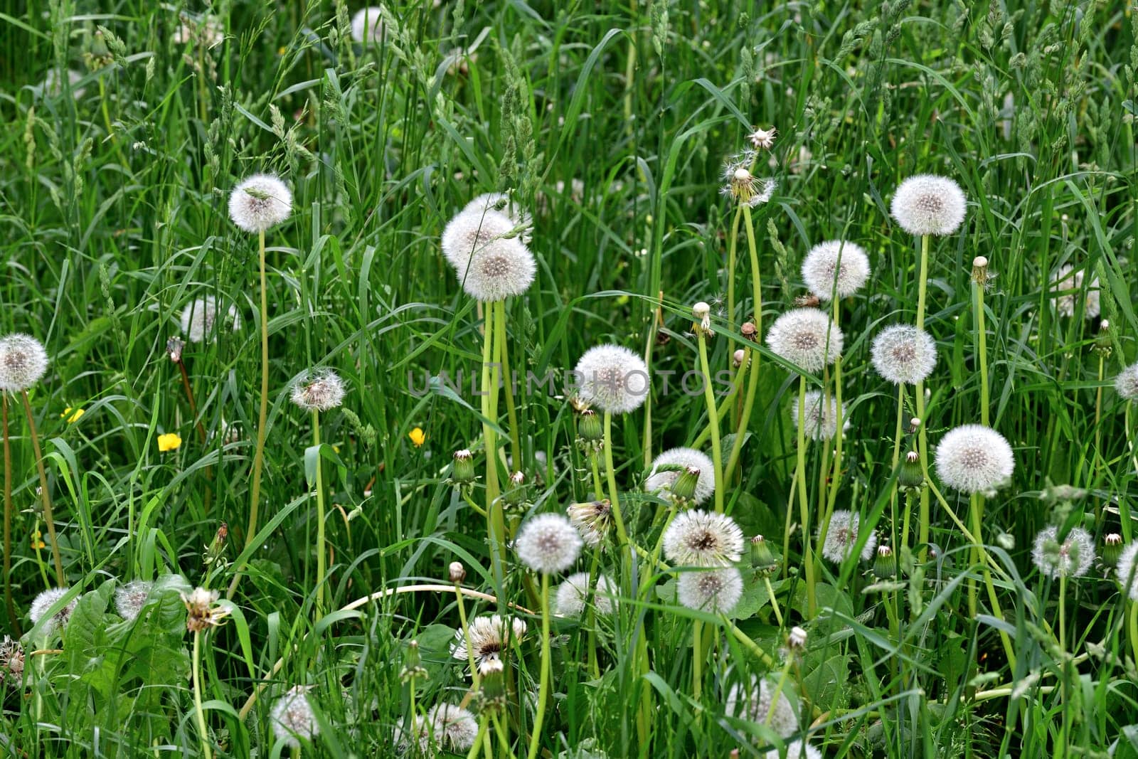 Beautiful white dandelions with seeds in the meadow by olgavolodina