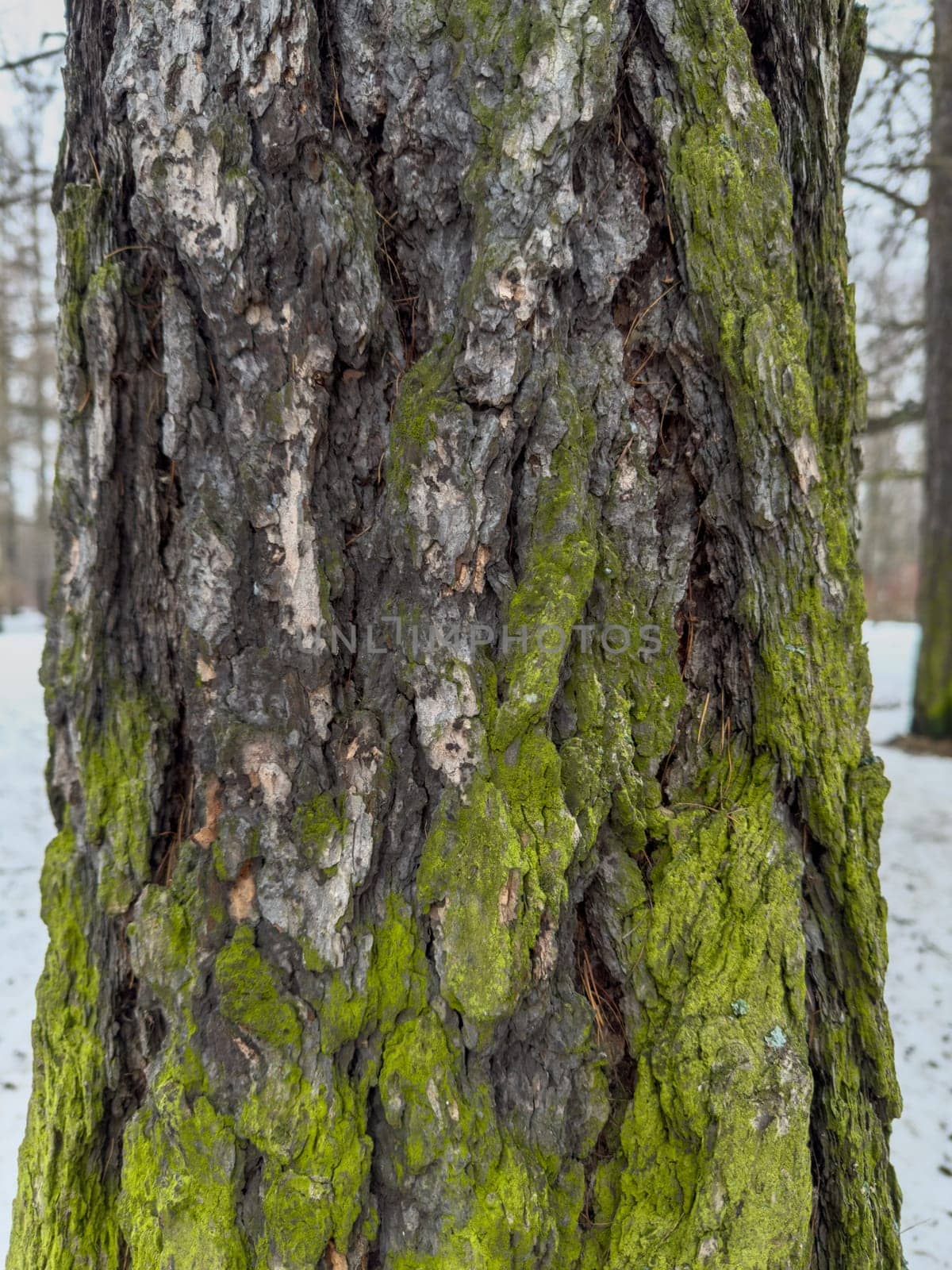 a close view of green moss on a tree trunk in a wild park. High quality photo