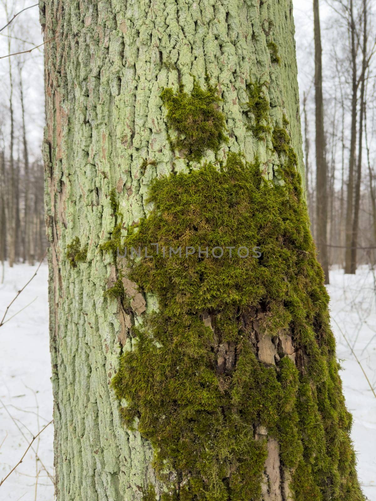 a close view of green moss on a tree trunk in a wild park. High quality photo