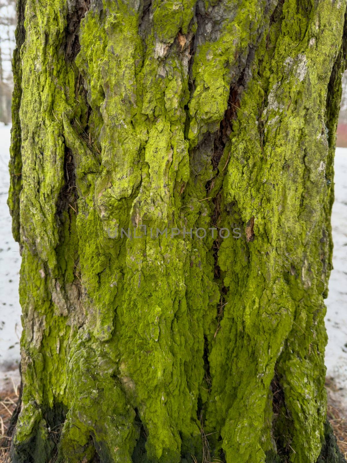 a close view of green moss on a tree trunk in a wild park by vladimirdrozdin
