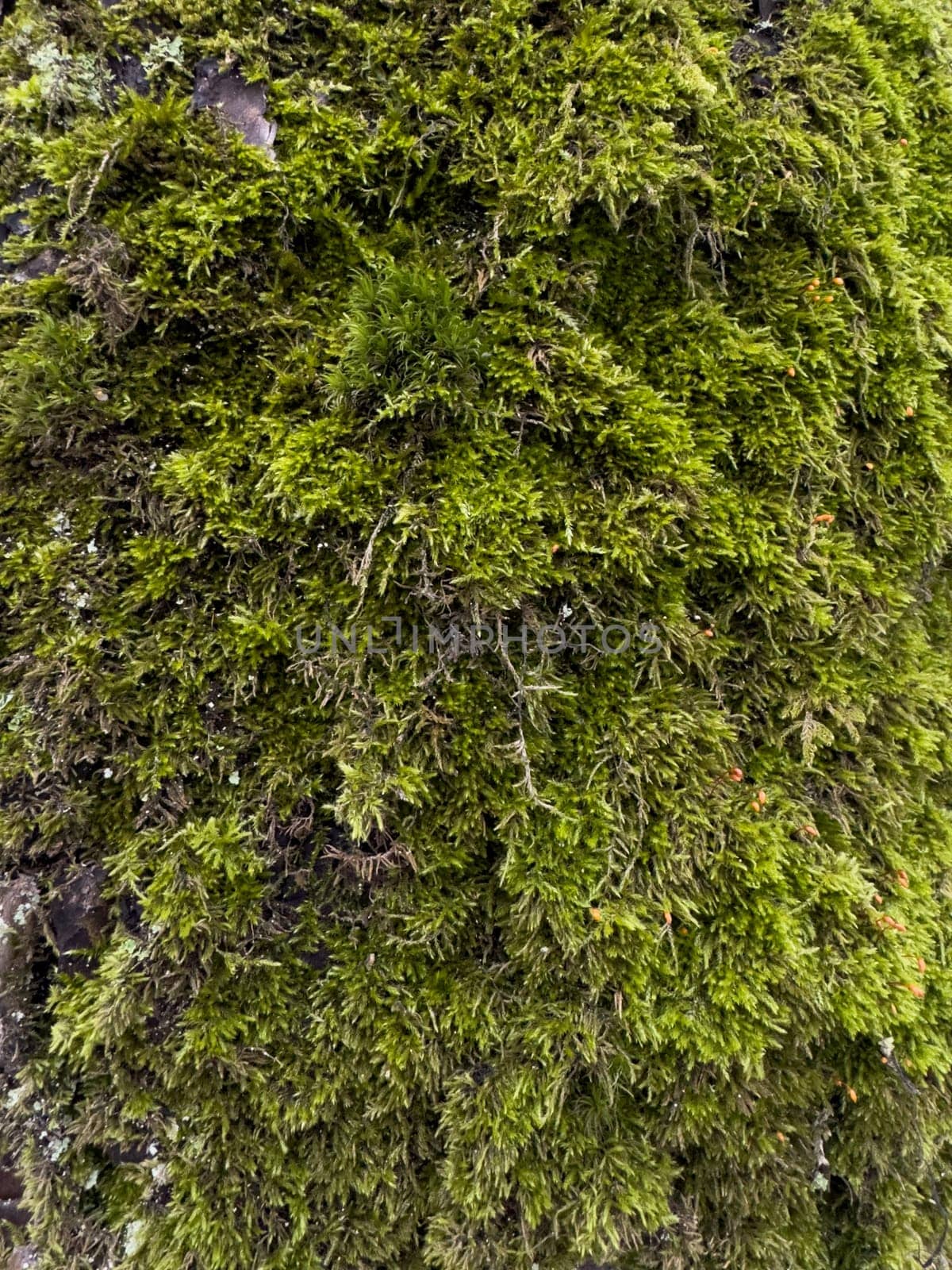 a close view of green moss on a tree trunk in a wild park by vladimirdrozdin