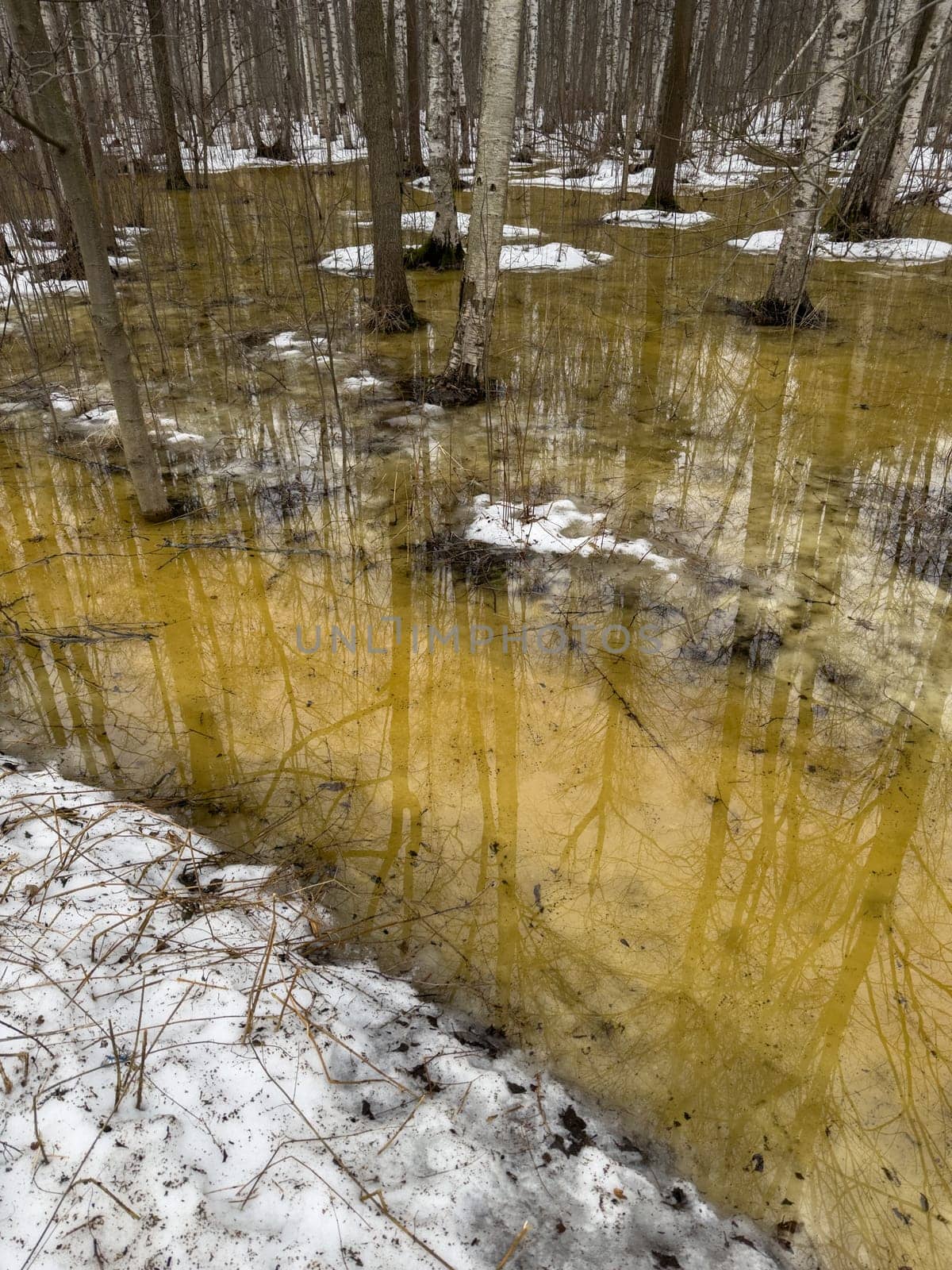 the reflection of trees on the water in the pool in spring park, trees trunks in water. High quality photo