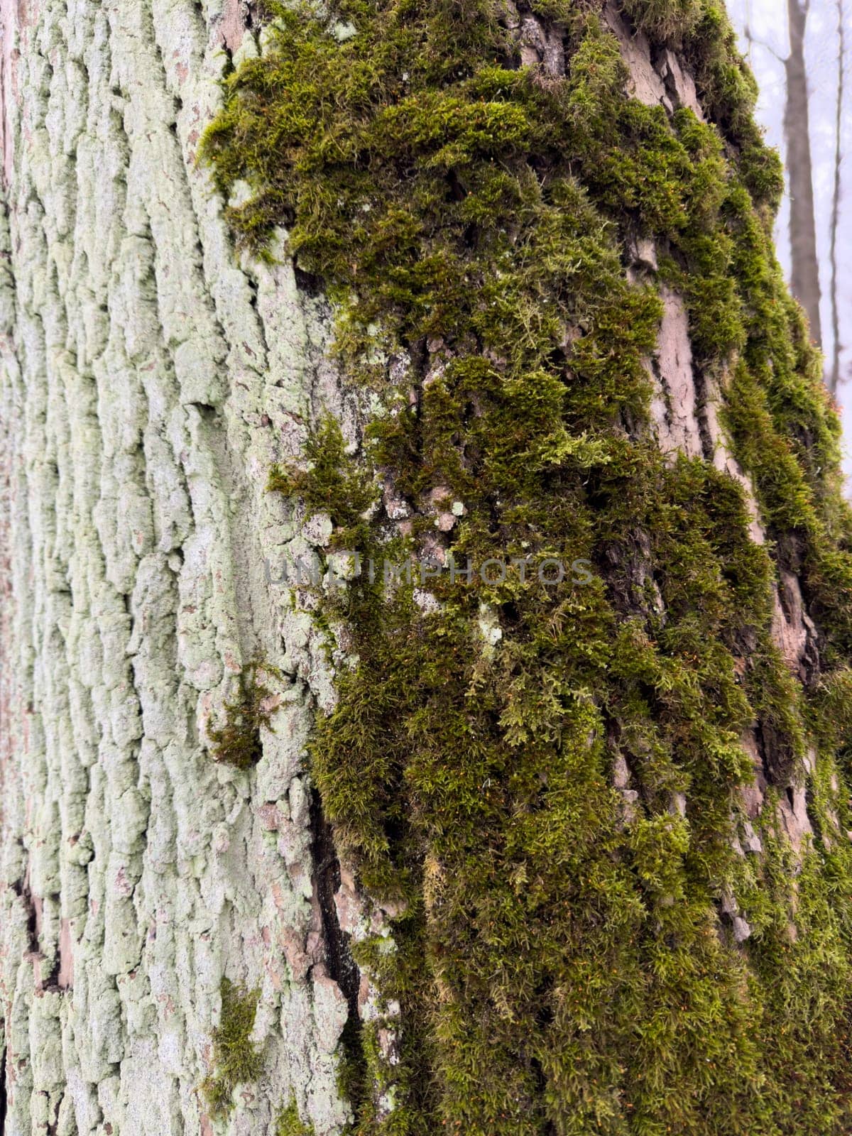 a close view of green moss on a tree trunk in a wild park by vladimirdrozdin