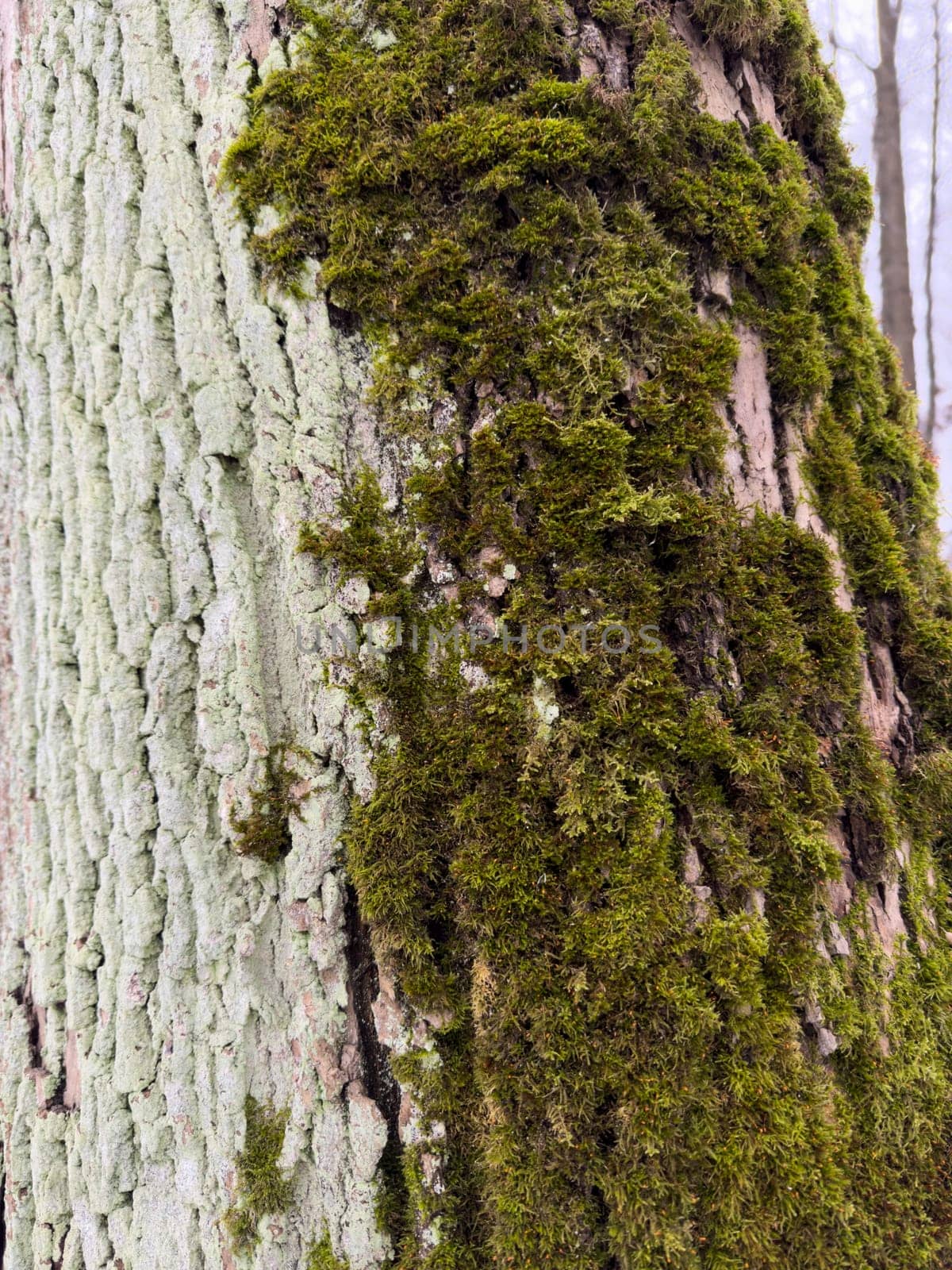 a close view of green moss on a tree trunk in a wild park by vladimirdrozdin