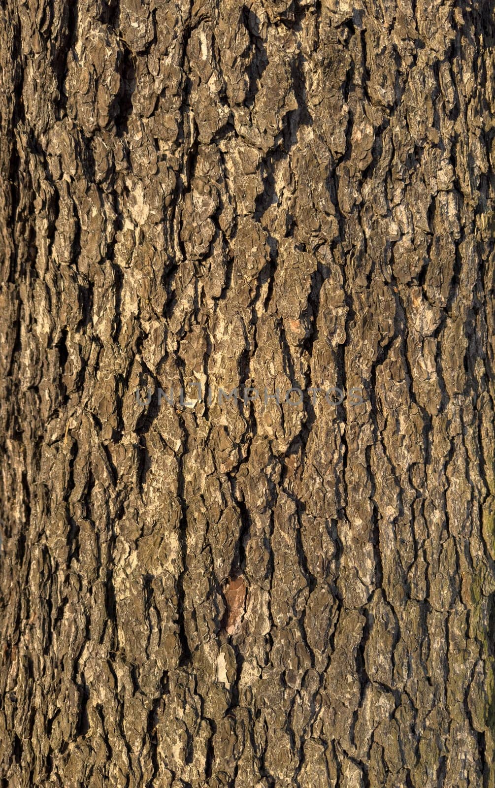 tree trunk, tree bark pattern in spring natural park. High quality photo