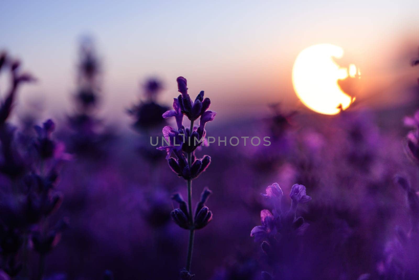 Lavender flower field closeup on sunset, fresh purple aromatic flowers for natural background. Design template for lifestyle illustration. Violet lavender field in Provence, France. by panophotograph