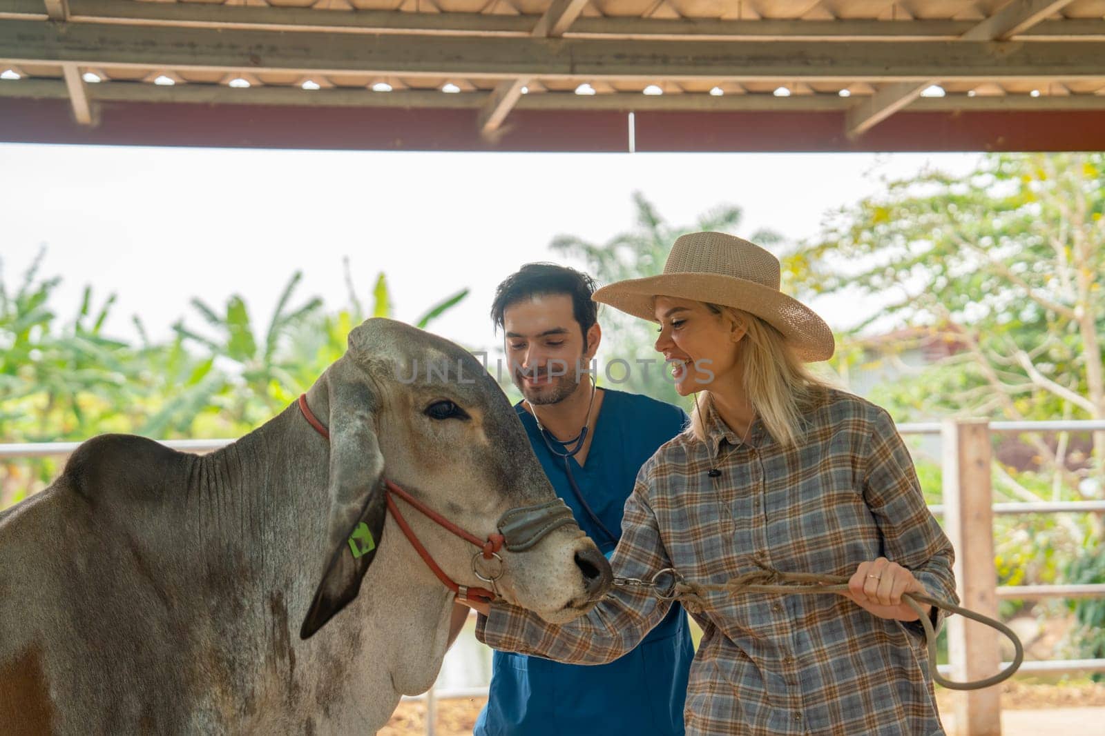 Beautiful farmer woman and the veterinarian take care cow in farm  stable and they look happy to process of work together.