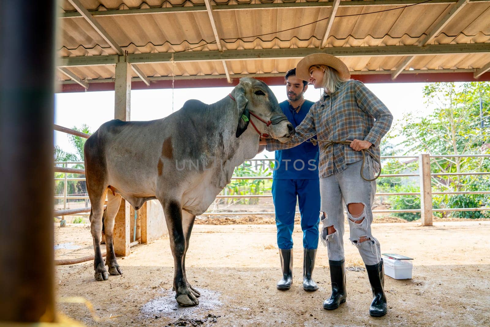 Wide short of beautiful farmer woman take care her cow in farm and the veterinarian also stay beside and they look happy to process of work together. by nrradmin