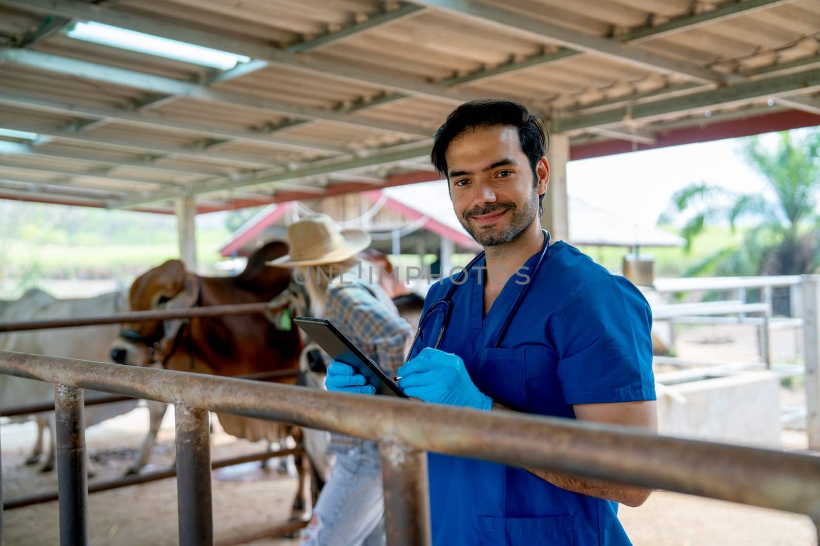 Close up veterinarian with blue gloves touch steel rail of cow stable also look to at camera and the owner also check condition of her cows in the background.