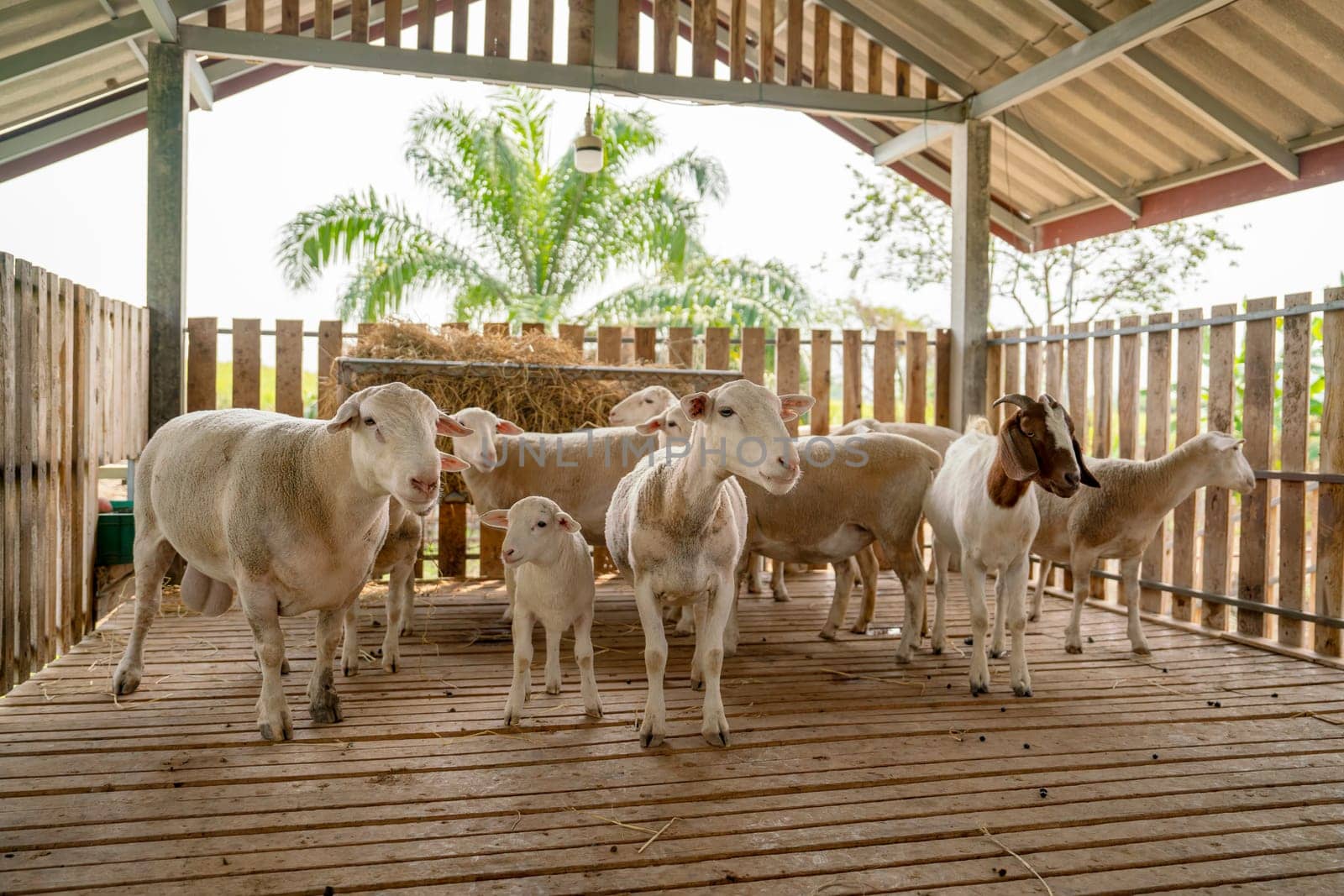 Group of sheep stay calm together in stable and some of them look at camera with day light. by nrradmin