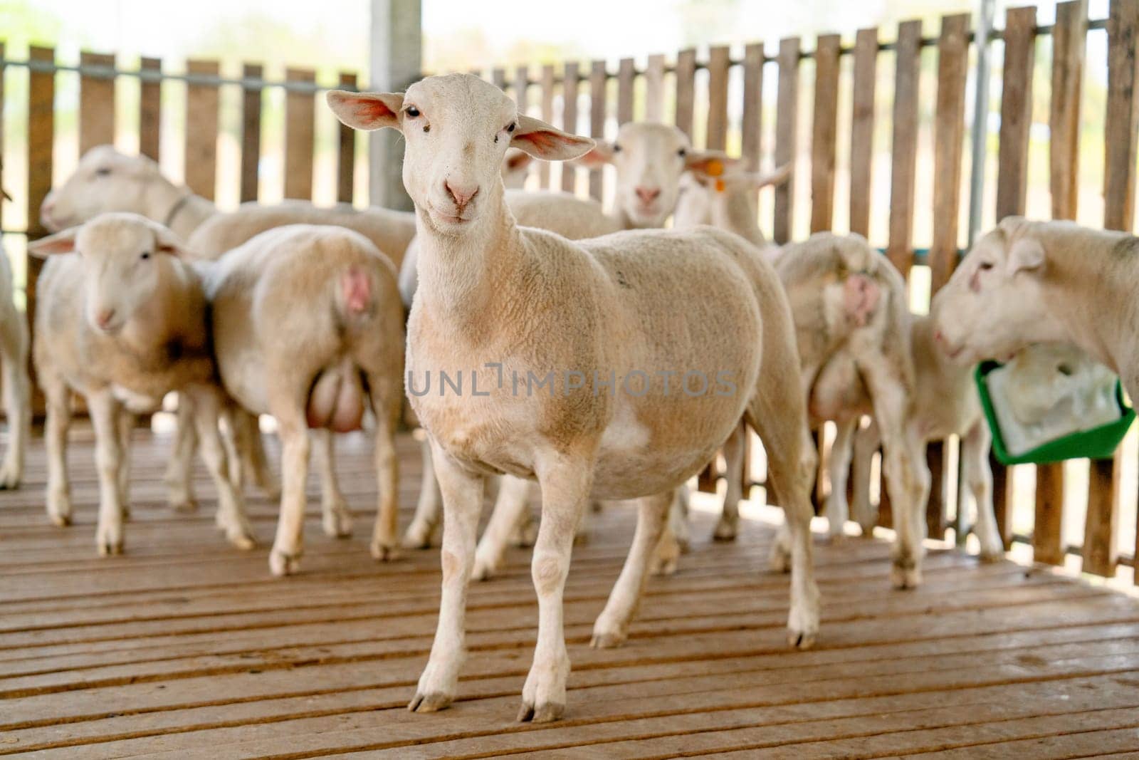 One sheep look at camera with wonder face and stand in front of other sheep in stable with day light.