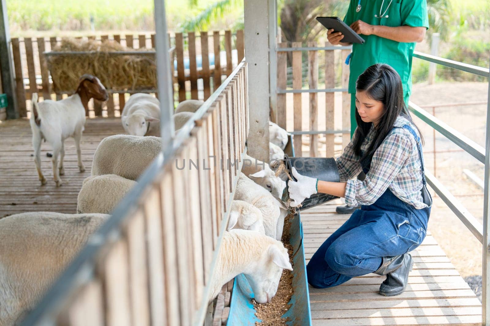 Beautiful Asian farmer woman give food to sheep into feed trough and the veterinarian also check health of animals and stand beside.