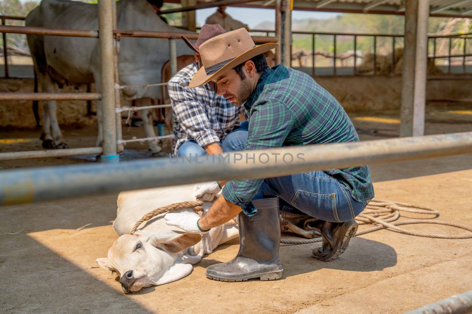 Side view of Caucasian farmer check problem or disease that occur near horn of cow and support with his staff in stable with day light. by nrradmin