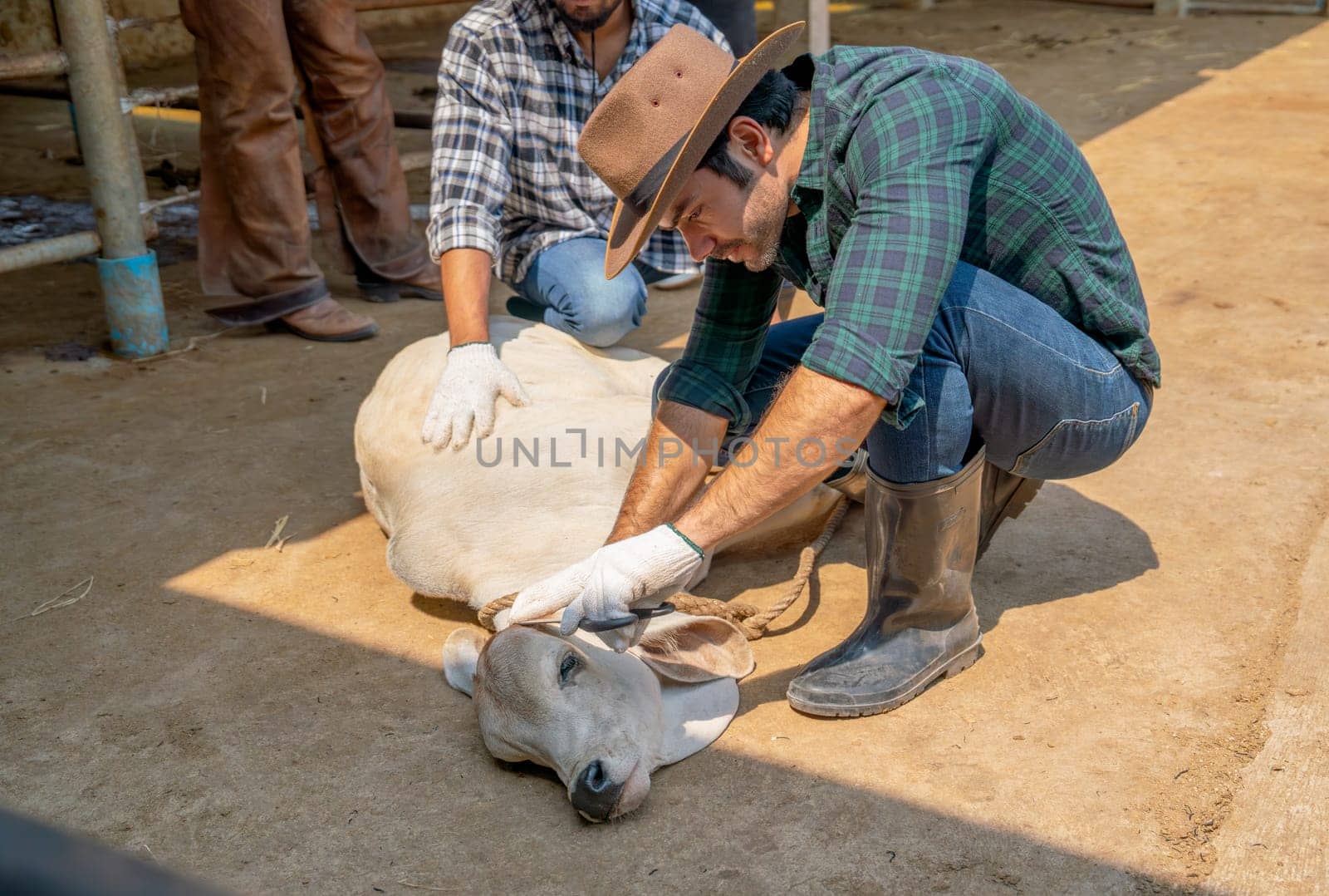 Caucasian farmer check problem or disease that occur near horn of cow and support with his staff in stable with day light.