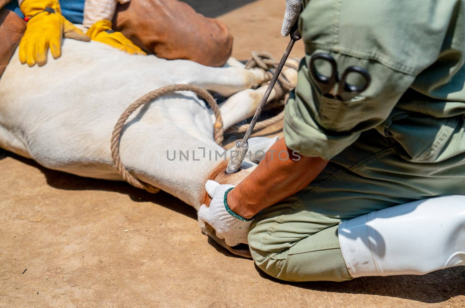 Close up hands of farmer and specialist use tools to treat the problem of cow horn with day light.