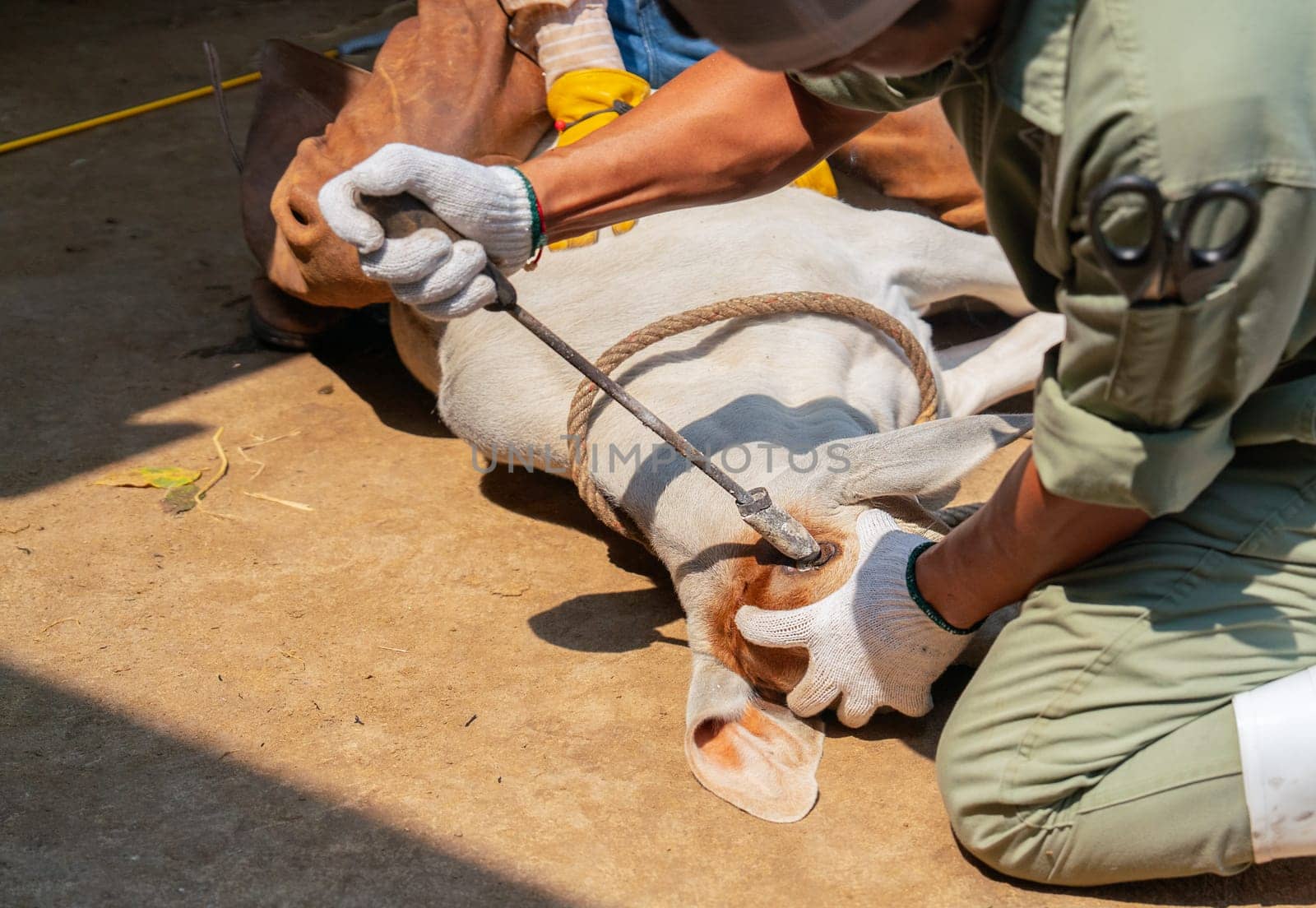 Close up hands of farmer and specialist use tools to treat the problem of cow horn with day light.