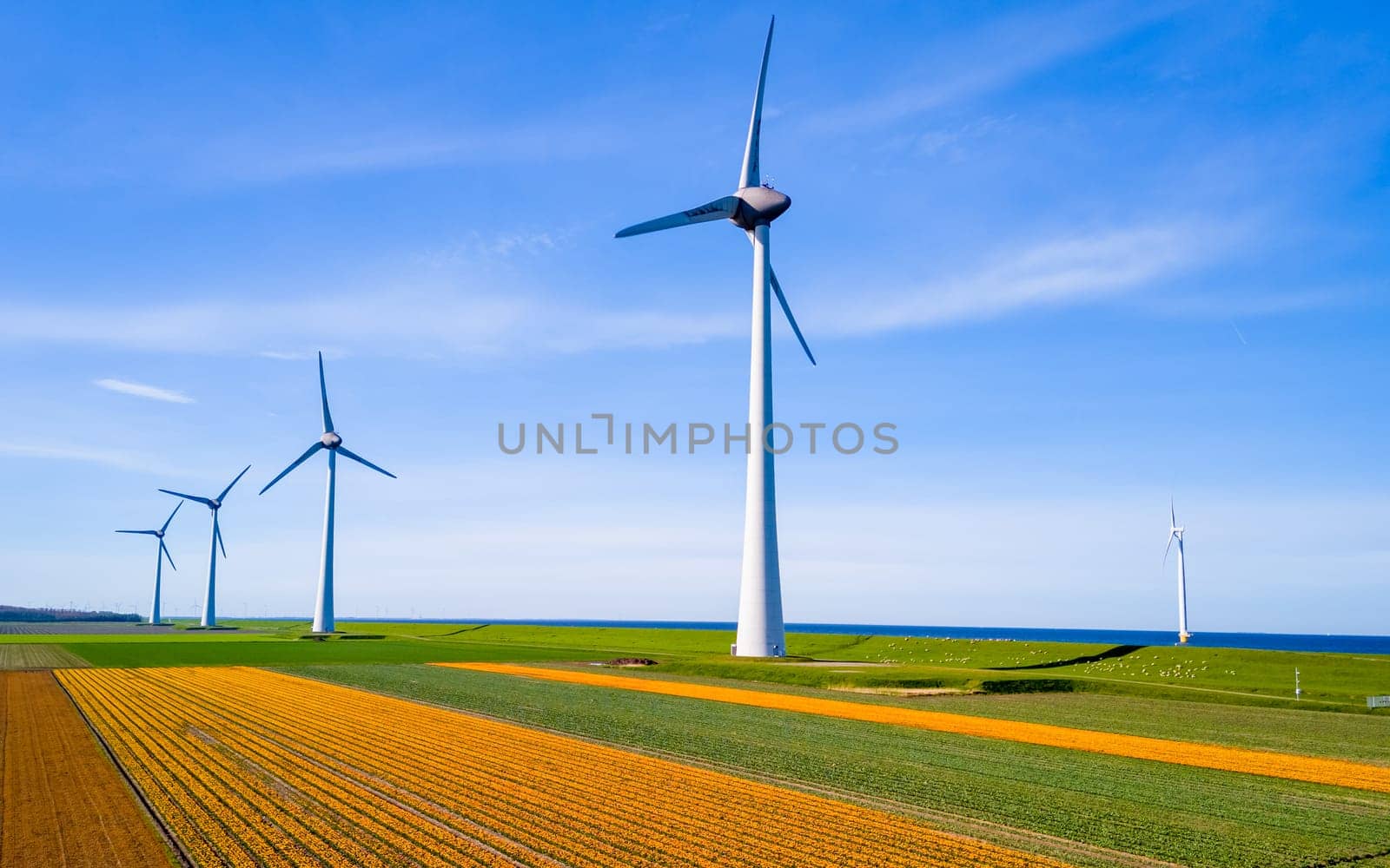 A vast expanse of green crops swaying in the breeze, with windmills by fokkebok
