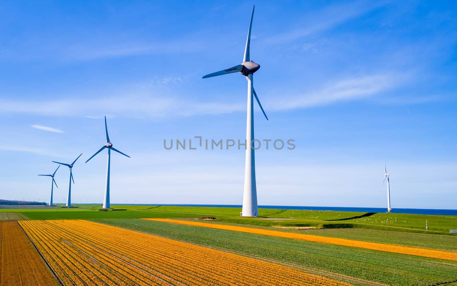 A vast expanse of green crops swaying in the breeze, with windmills towering in the distance against a clear blue sky in Flevoland, the Netherlands. zero emissions, carbon neutral