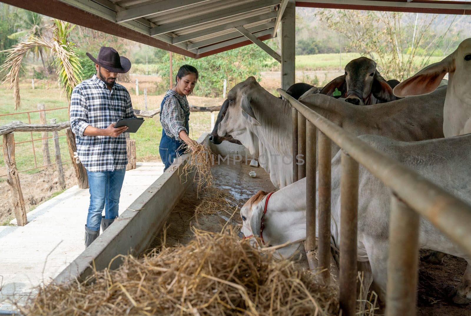 Two Asian man and woman farmer help to feed and check health of cows in stable with day light in their farm.