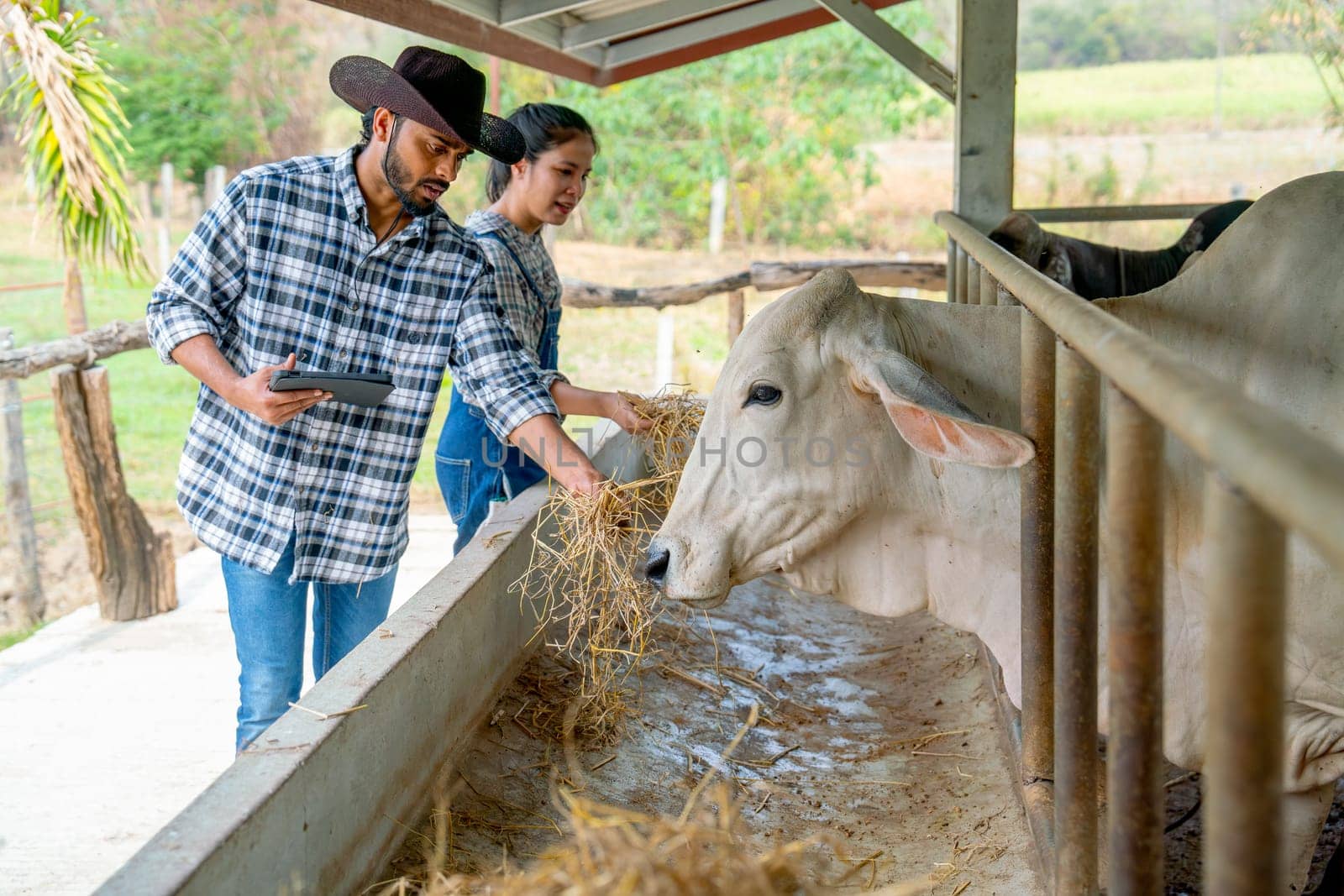Two Asian man and woman farmers help to feed and check health of cows in stable with day light in their farm and man also hold tablet with concept of smart farming technology.