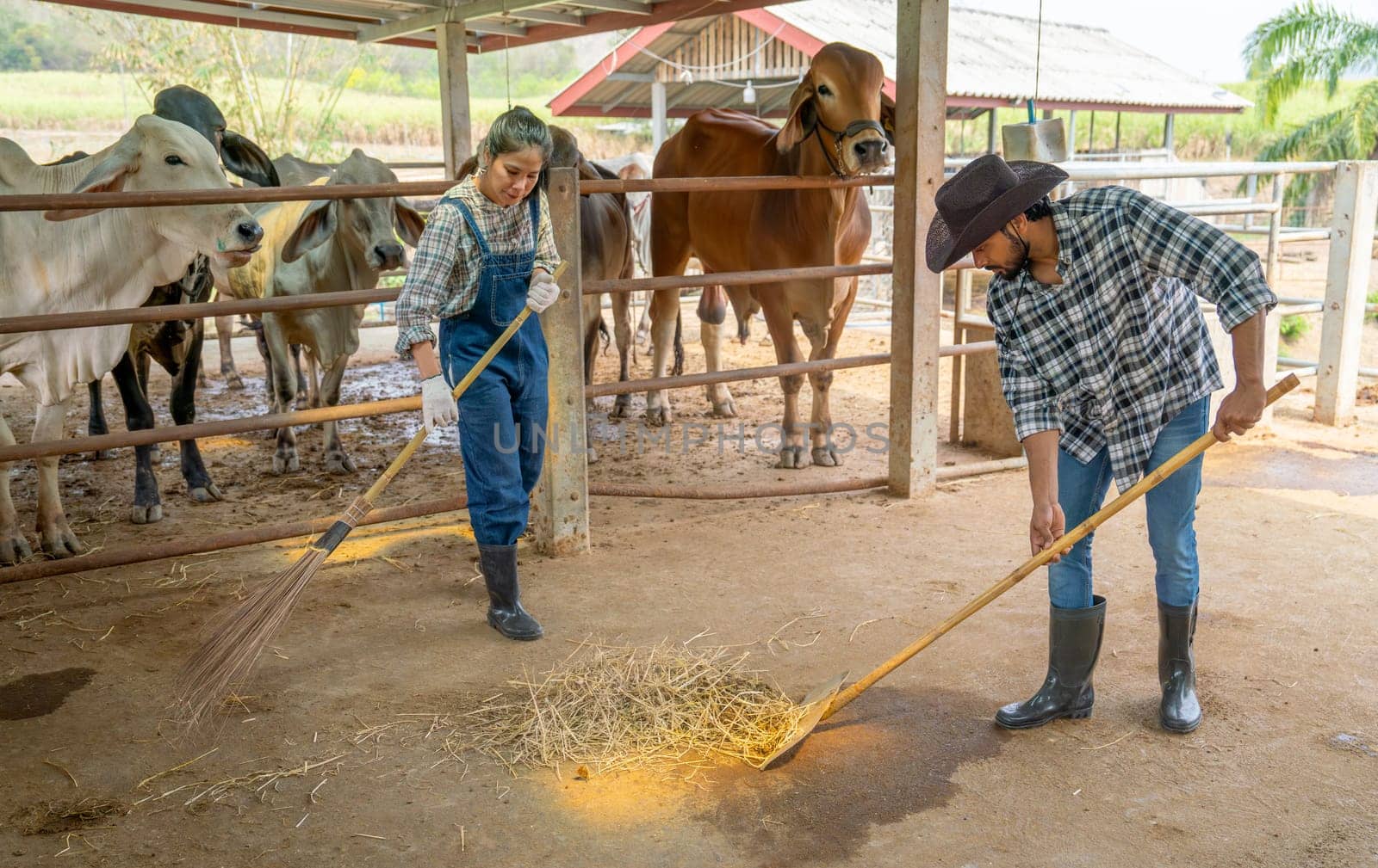 Asian man and woman farmers use bloom and tools to clean cow stable together in their farm with day light.