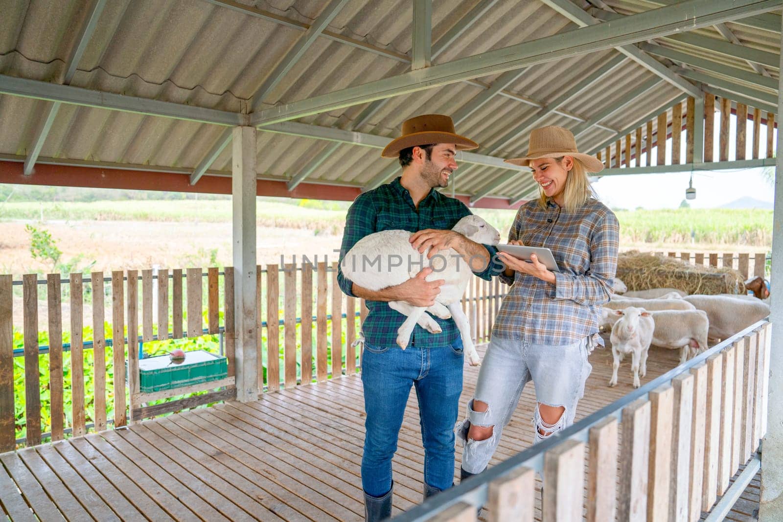 Caucasian man and woman farmers check health of babay sheep by man hold sheep and woman use tablet in stable, they look fun and happy to work together. by nrradmin