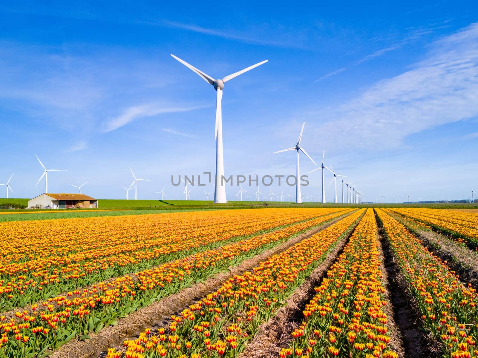 A colorful sea of tulips stretches out, with towering windmills in the distance by fokkebok