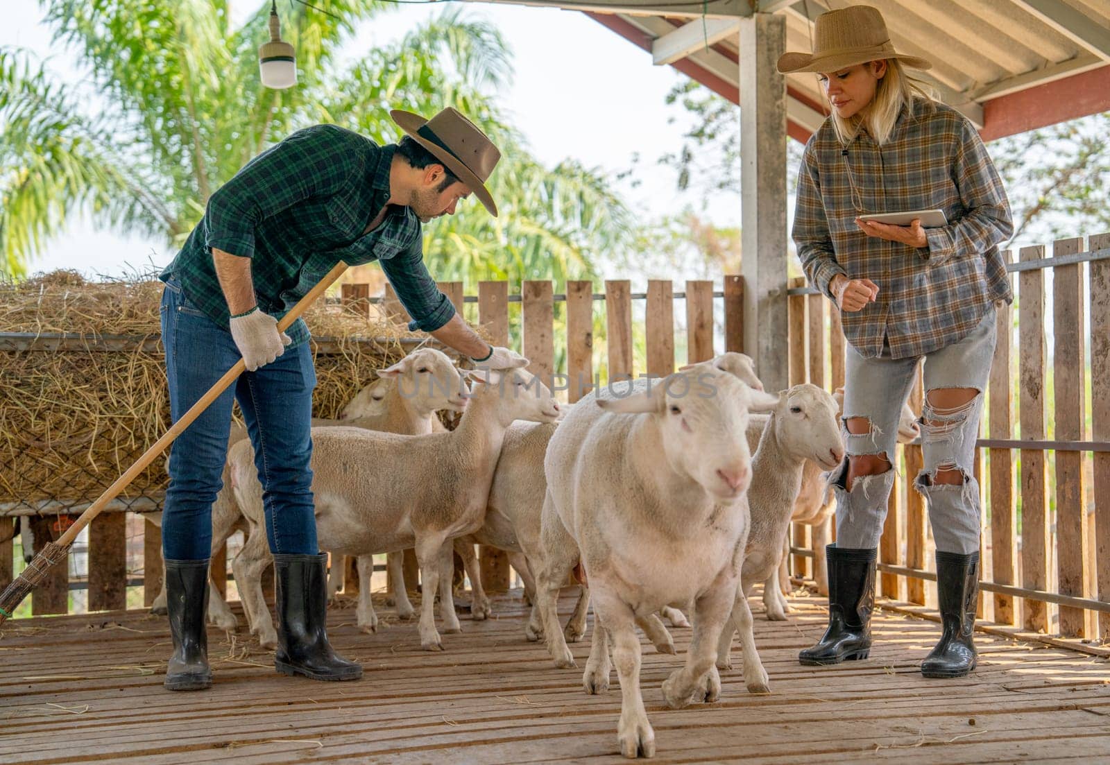Caucasian man and woman farmers work together with man use bloom to clean stable and woman use tablet to check and take care sheep in concept of smart farming.