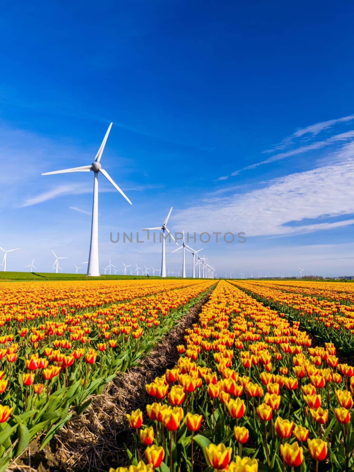 A vibrant field of yellow and red tulips under the watchful gaze of majestic windmills by fokkebok